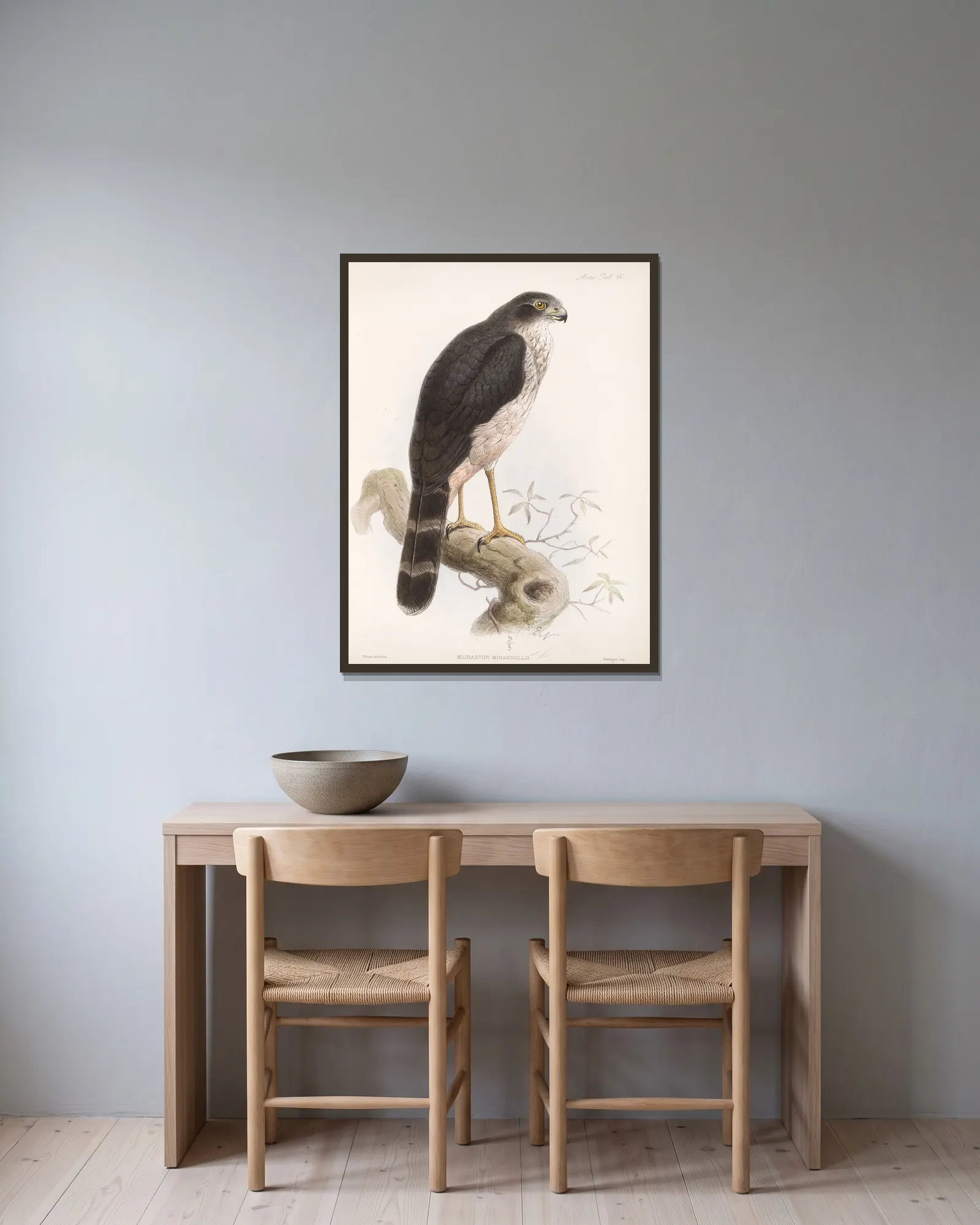 Aves Pl 69 av Frederick DuCane Godman inramad på en vägg