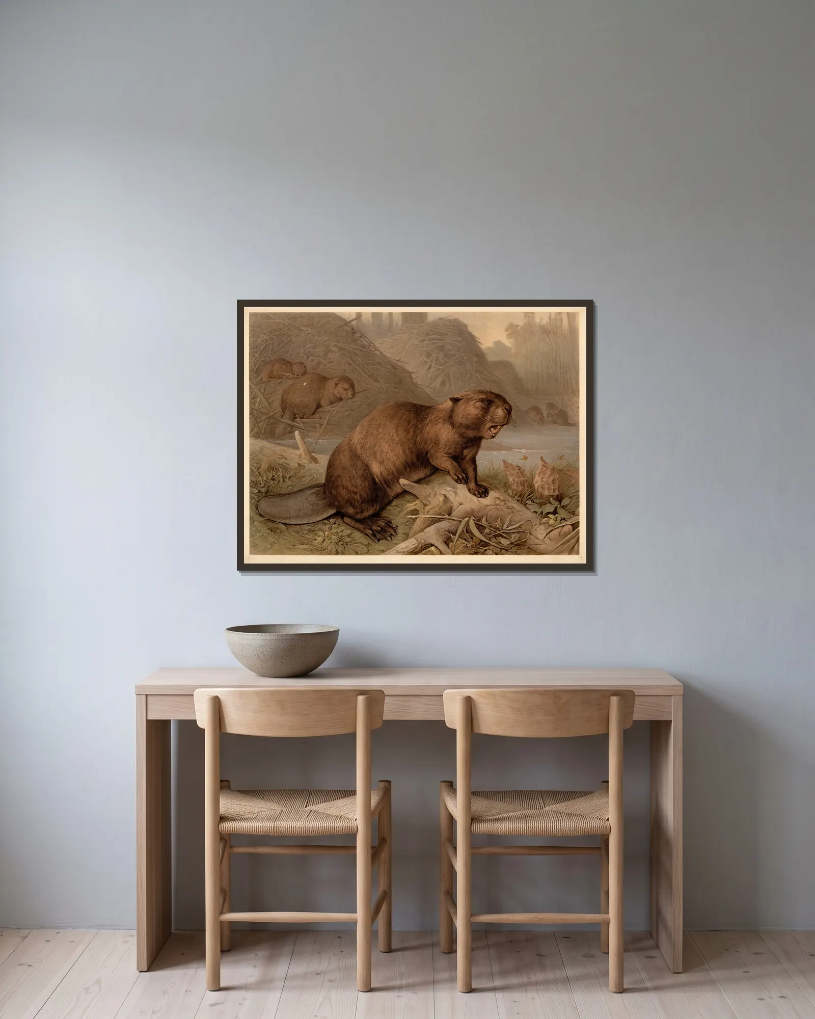 Beaver (Castor fiber) av F. E. Wachsmuth inramad på en vägg