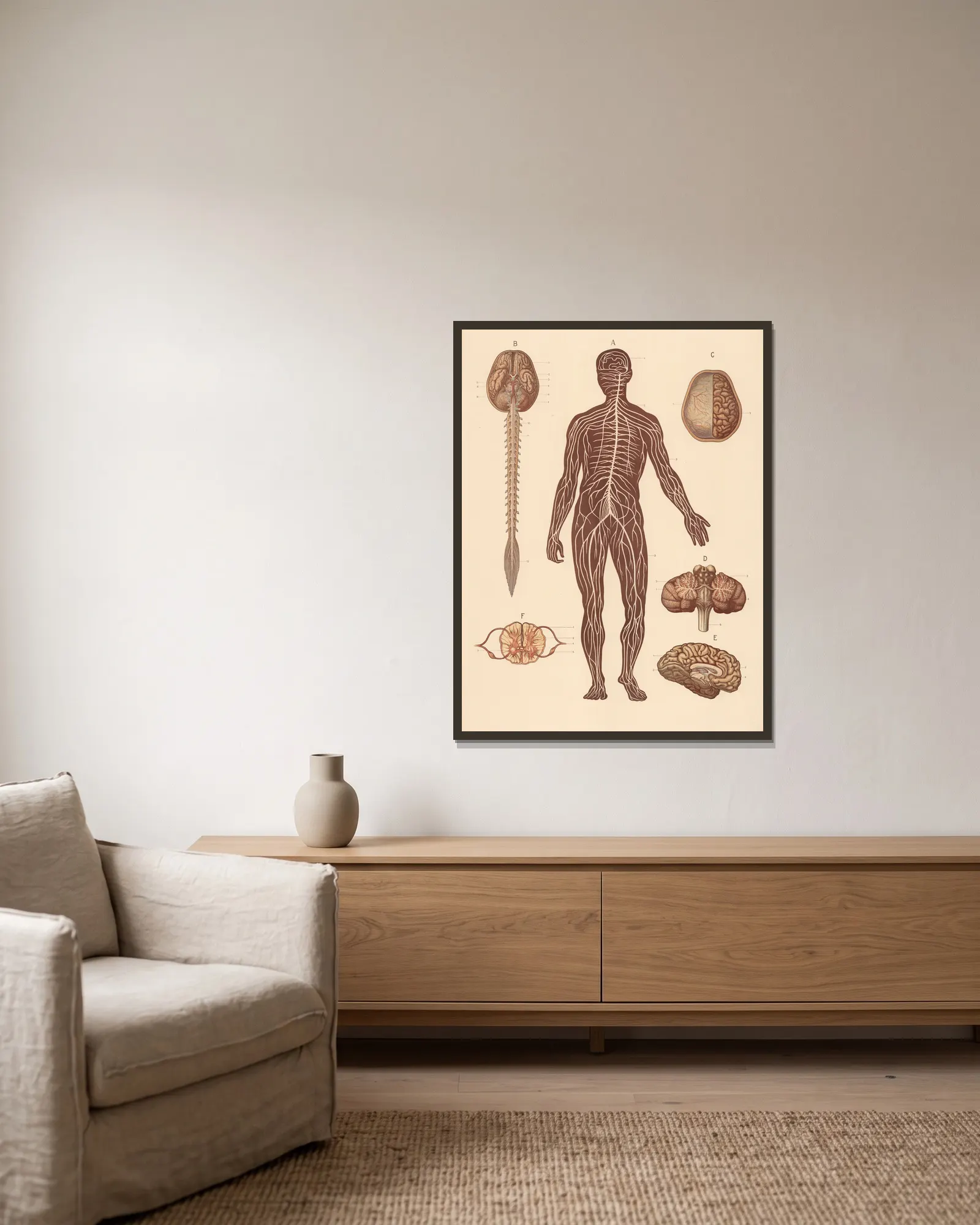 Nervous system and heart av F. E. Wachsmuth inramad på en vägg
