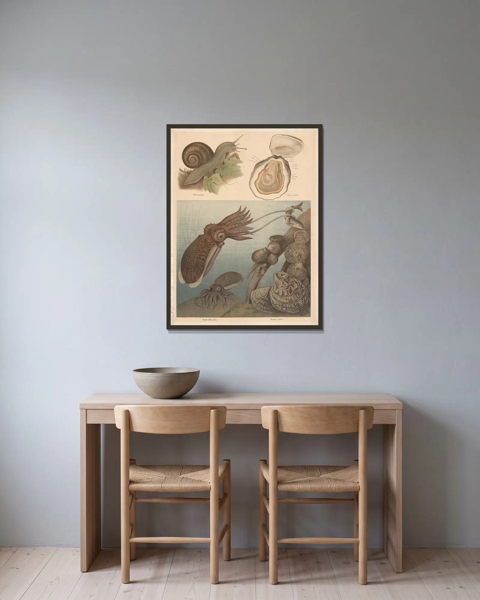 Squid, snail, and oyster av F. E. Wachsmuth inramad på en vägg