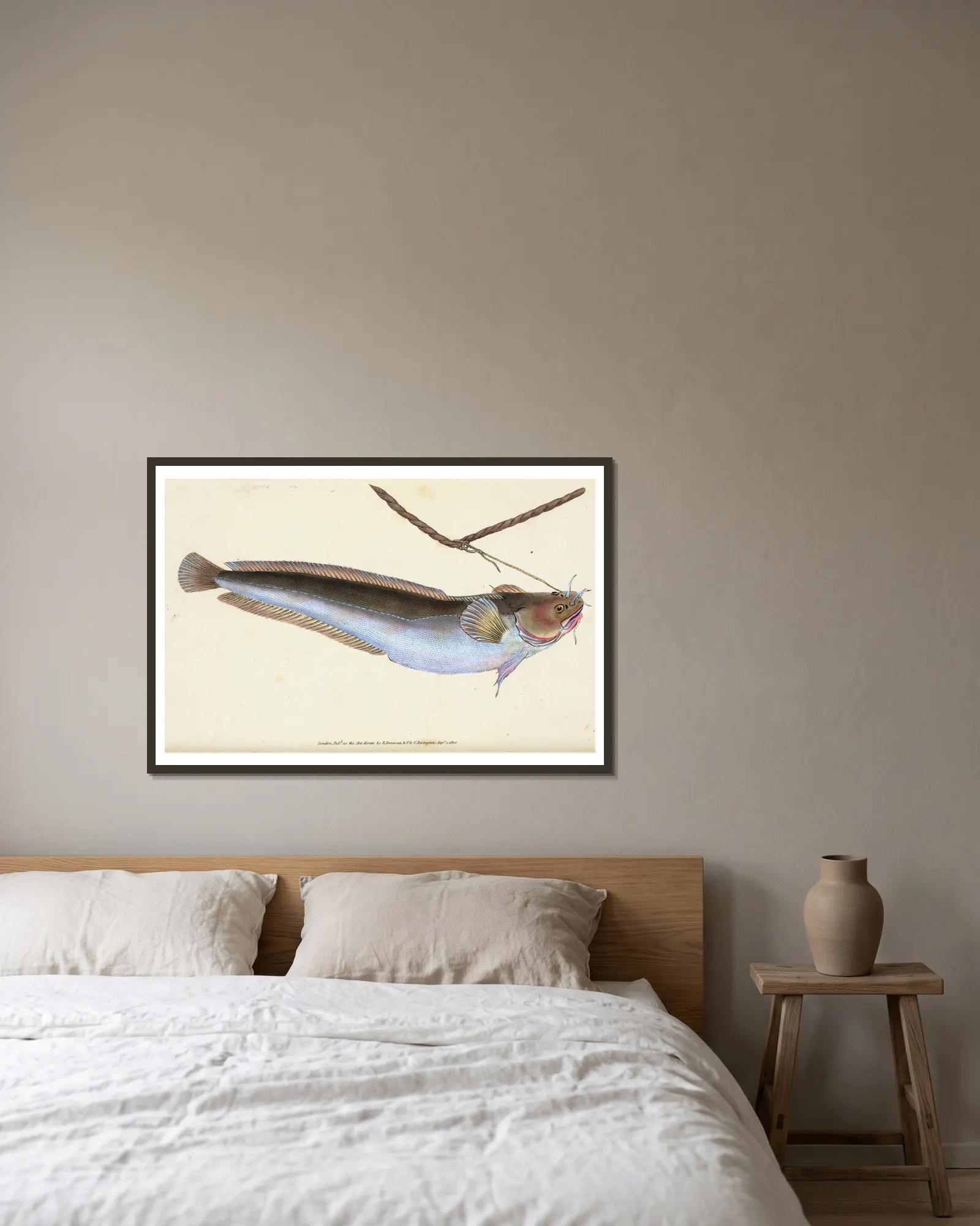 Cod, five-bearded, Gadus Mustella av Edward Donovan inramad på en vägg