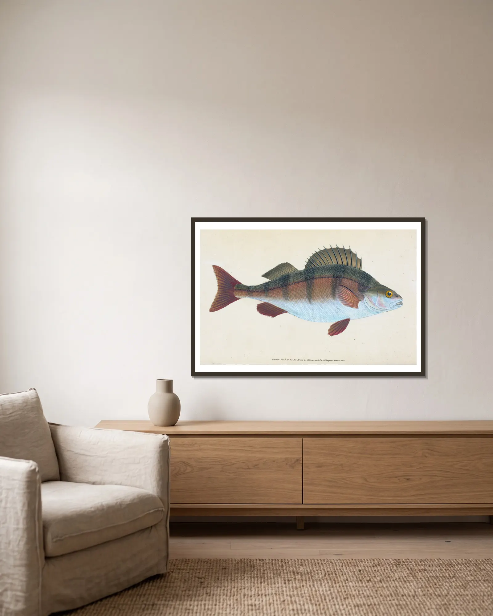 Common Perch, Perca Fluviatilis av Edward Donovan inramad på en vägg