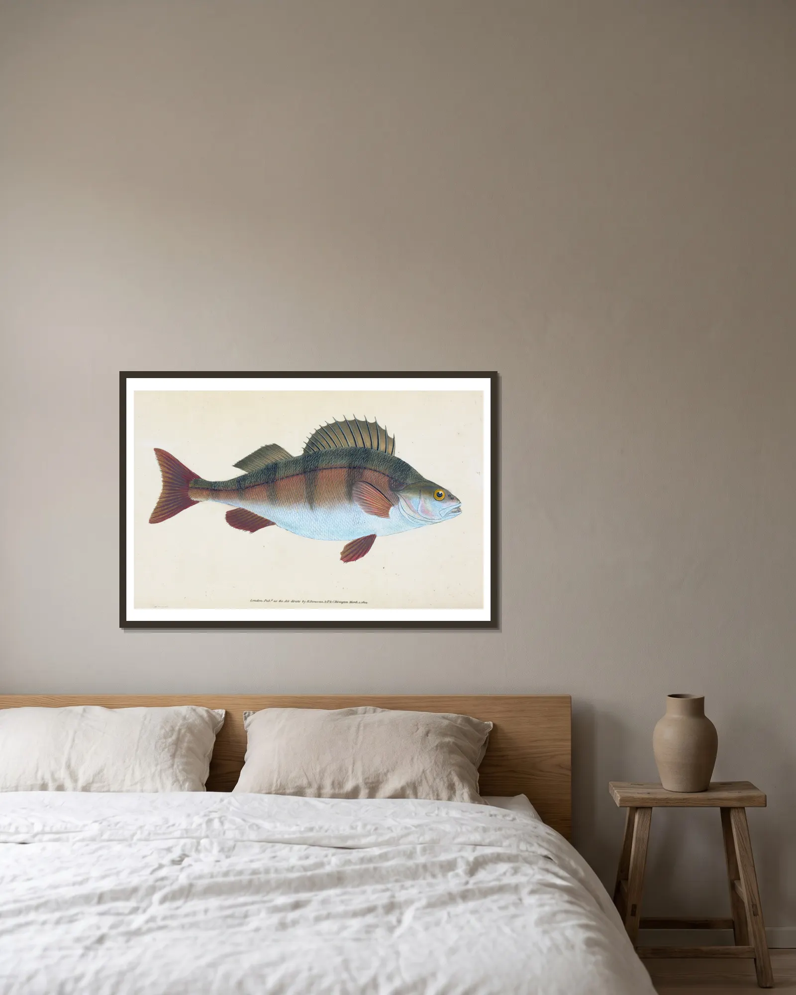 Common Perch, Perca Fluviatilis av Edward Donovan inramad på en vägg