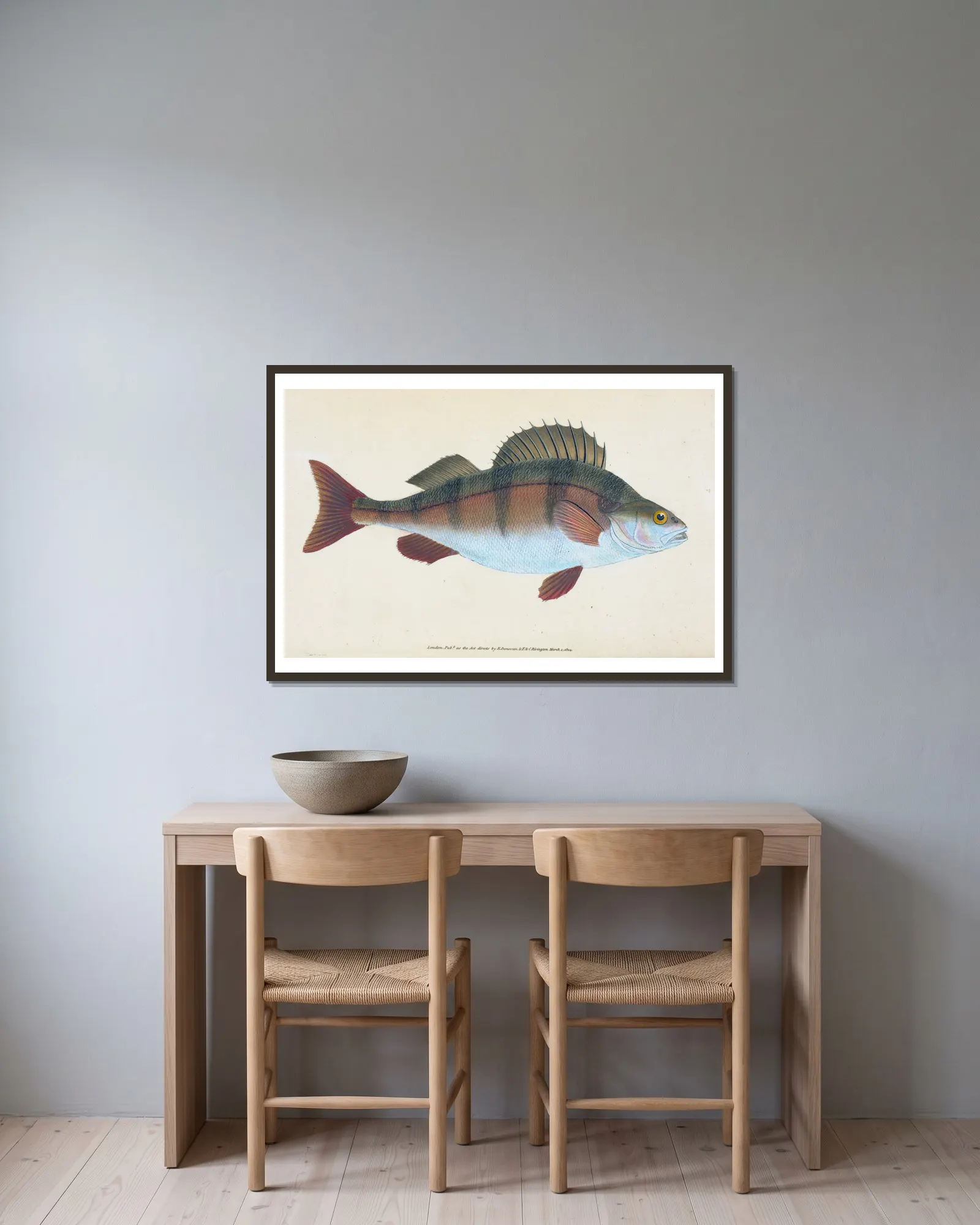 Common Perch, Perca Fluviatilis av Edward Donovan inramad på en vägg
