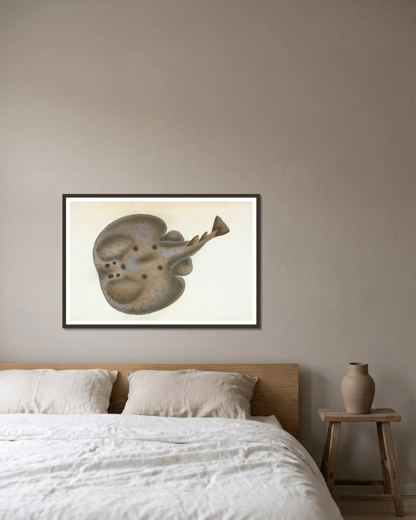 Electric Ray, Raja Torpedo av Edward Donovan inramad på en vägg