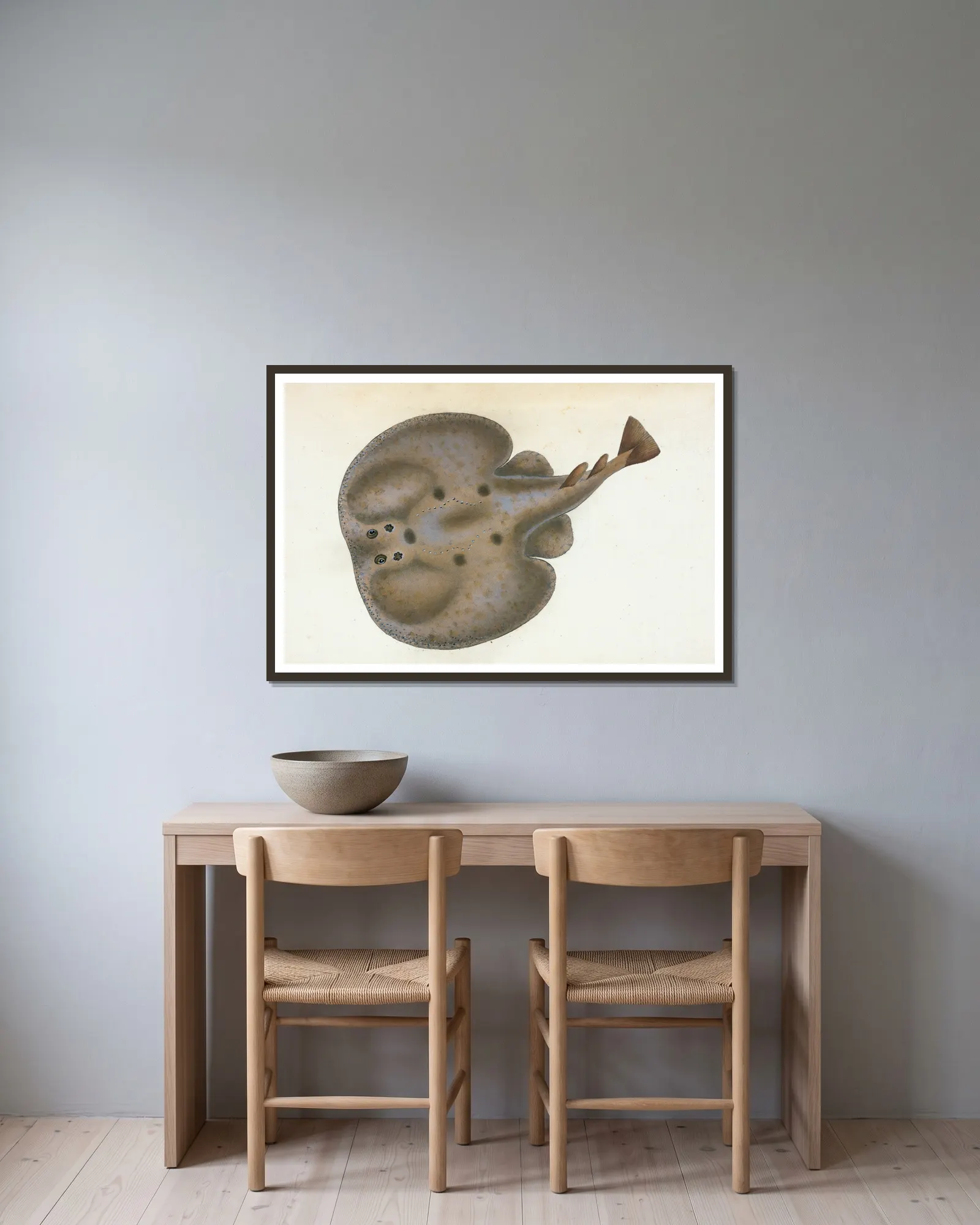 Electric Ray, Raja Torpedo av Edward Donovan inramad på en vägg