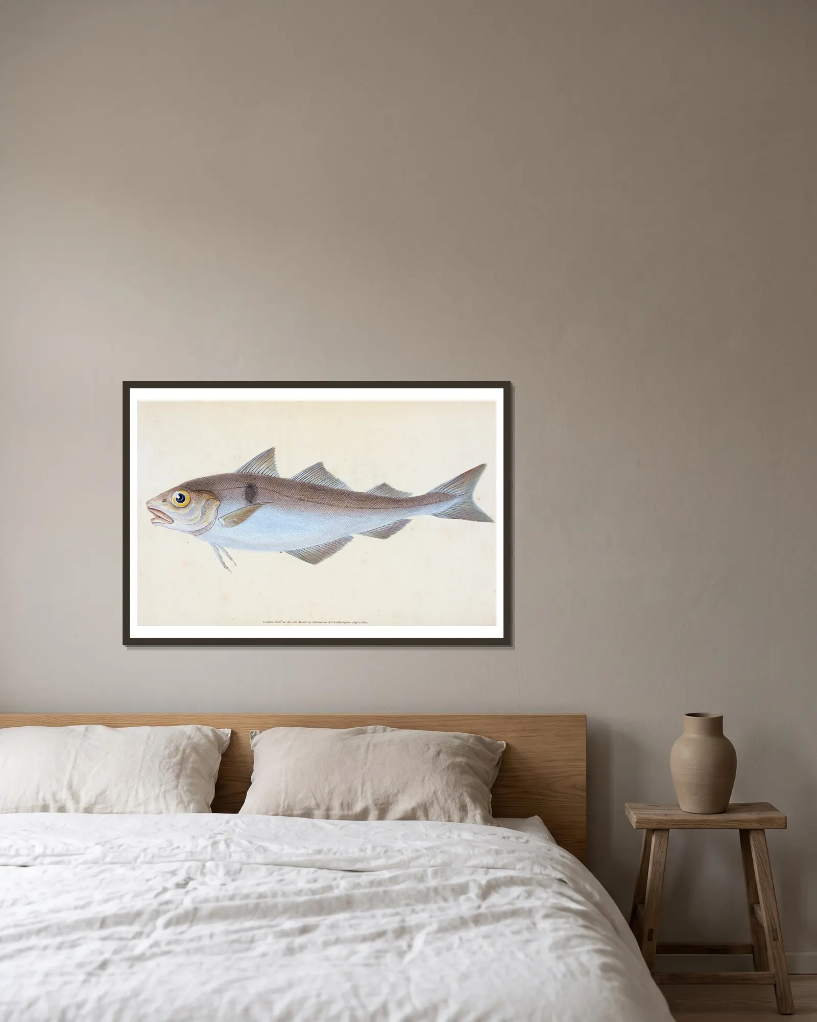 Haddock, Gadus Æglefinus av Edward Donovan inramad på en vägg