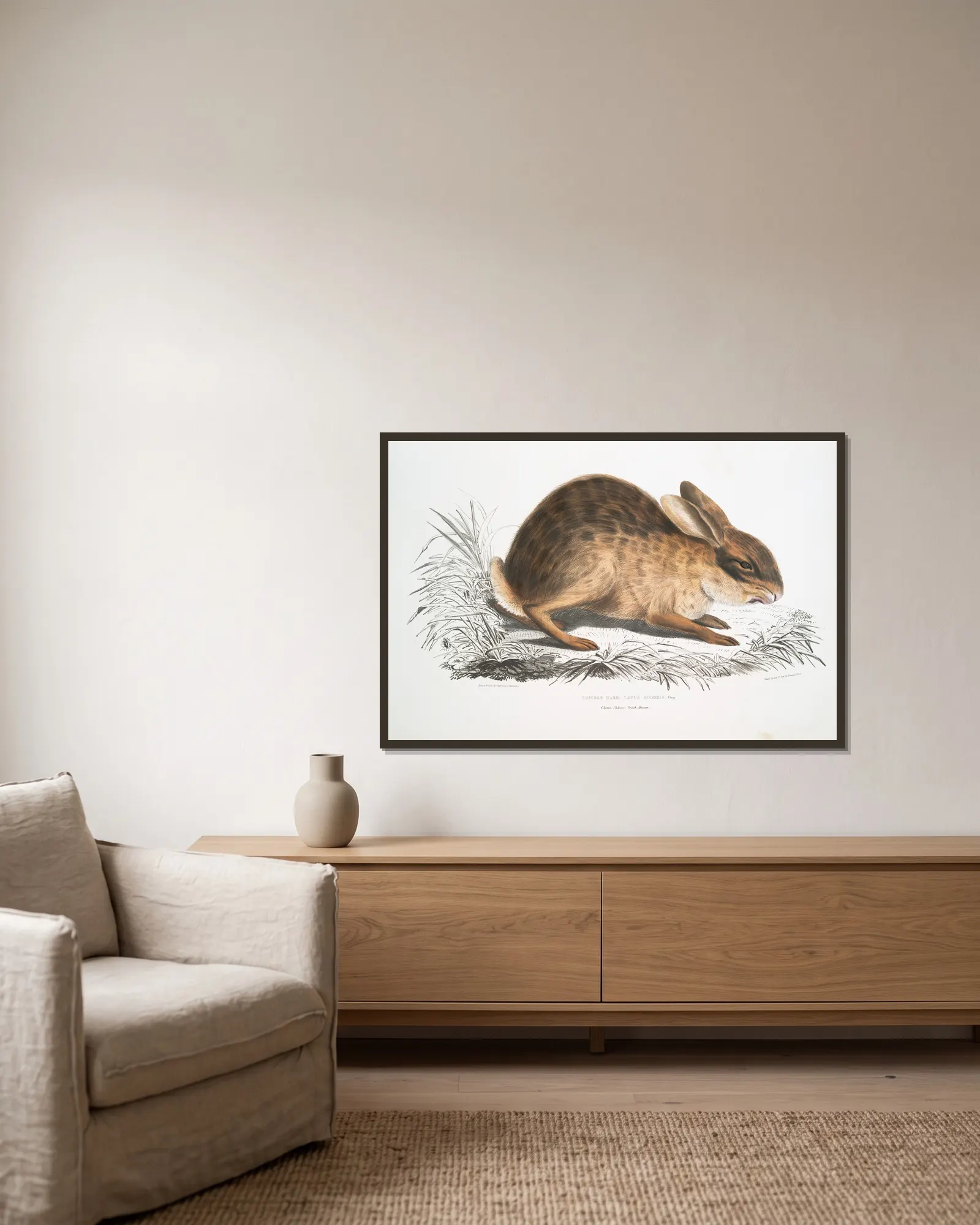 Chinese Hare, Lepus Sinensis. av John Edward Gray inramad på en vägg