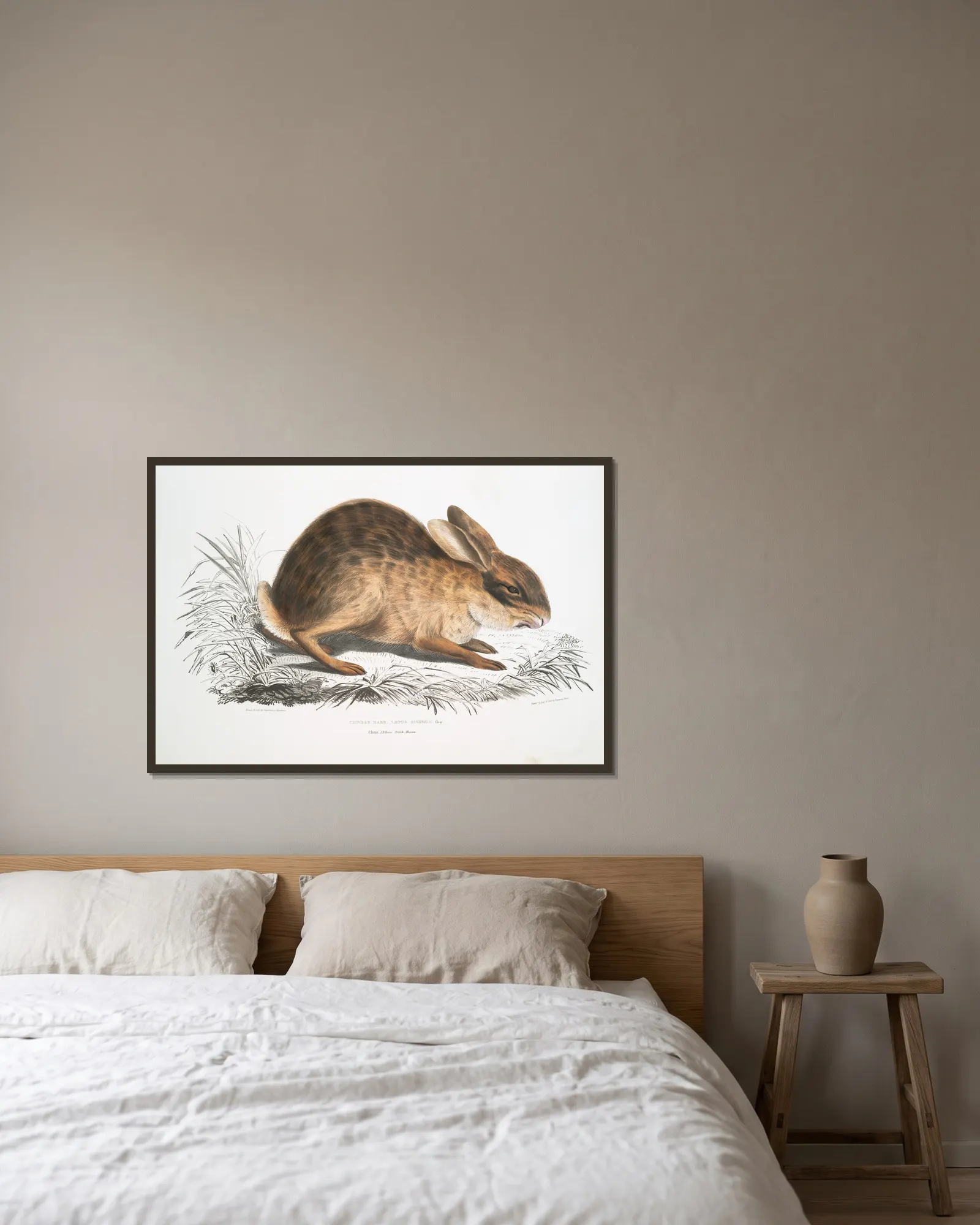 Chinese Hare, Lepus Sinensis. av John Edward Gray inramad på en vägg