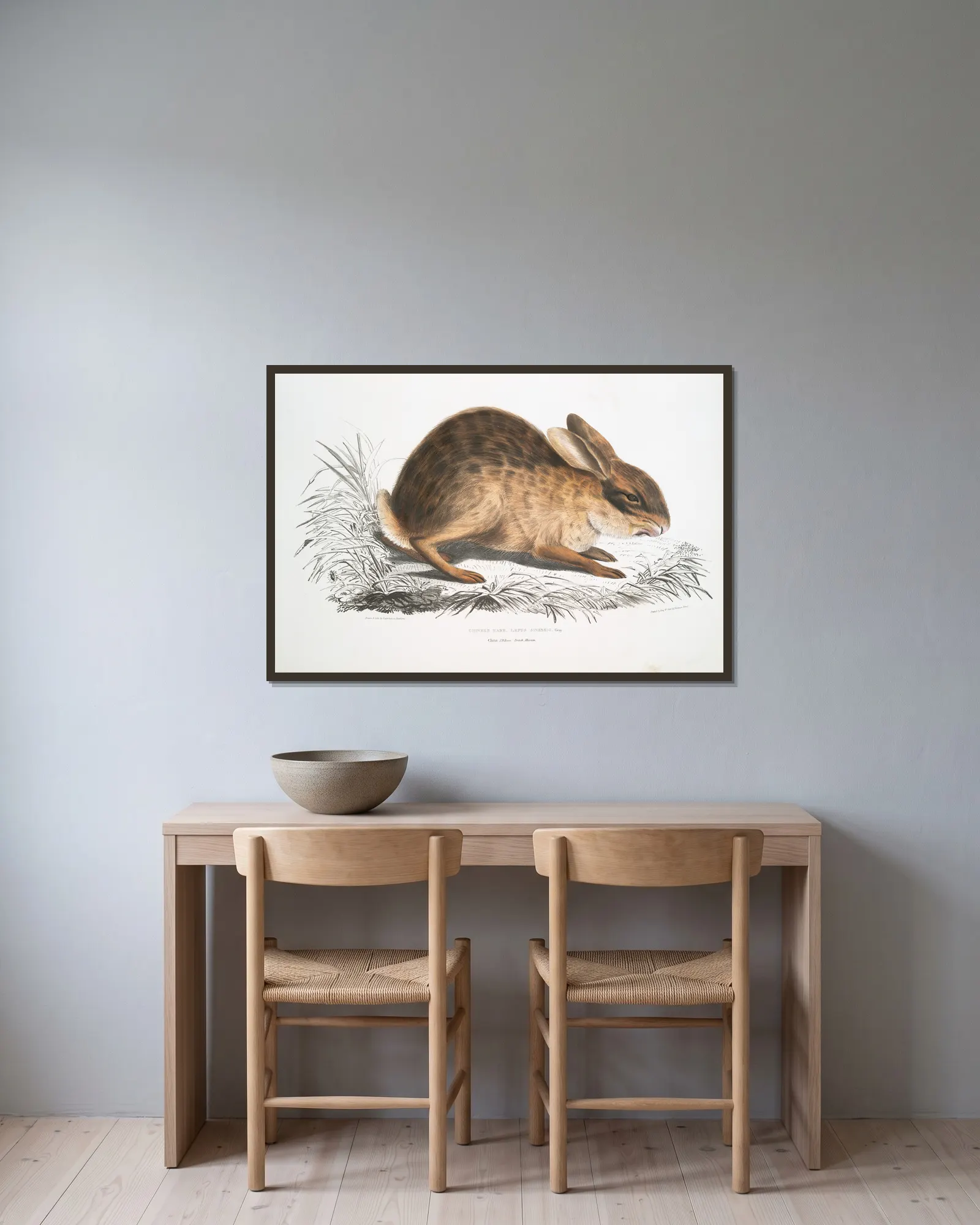 Chinese Hare, Lepus Sinensis. av John Edward Gray inramad på en vägg