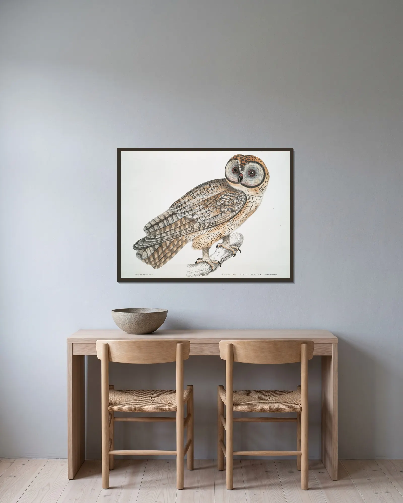 Chinese Owl, Strix Sinensis. av John Edward Gray inramad på en vägg