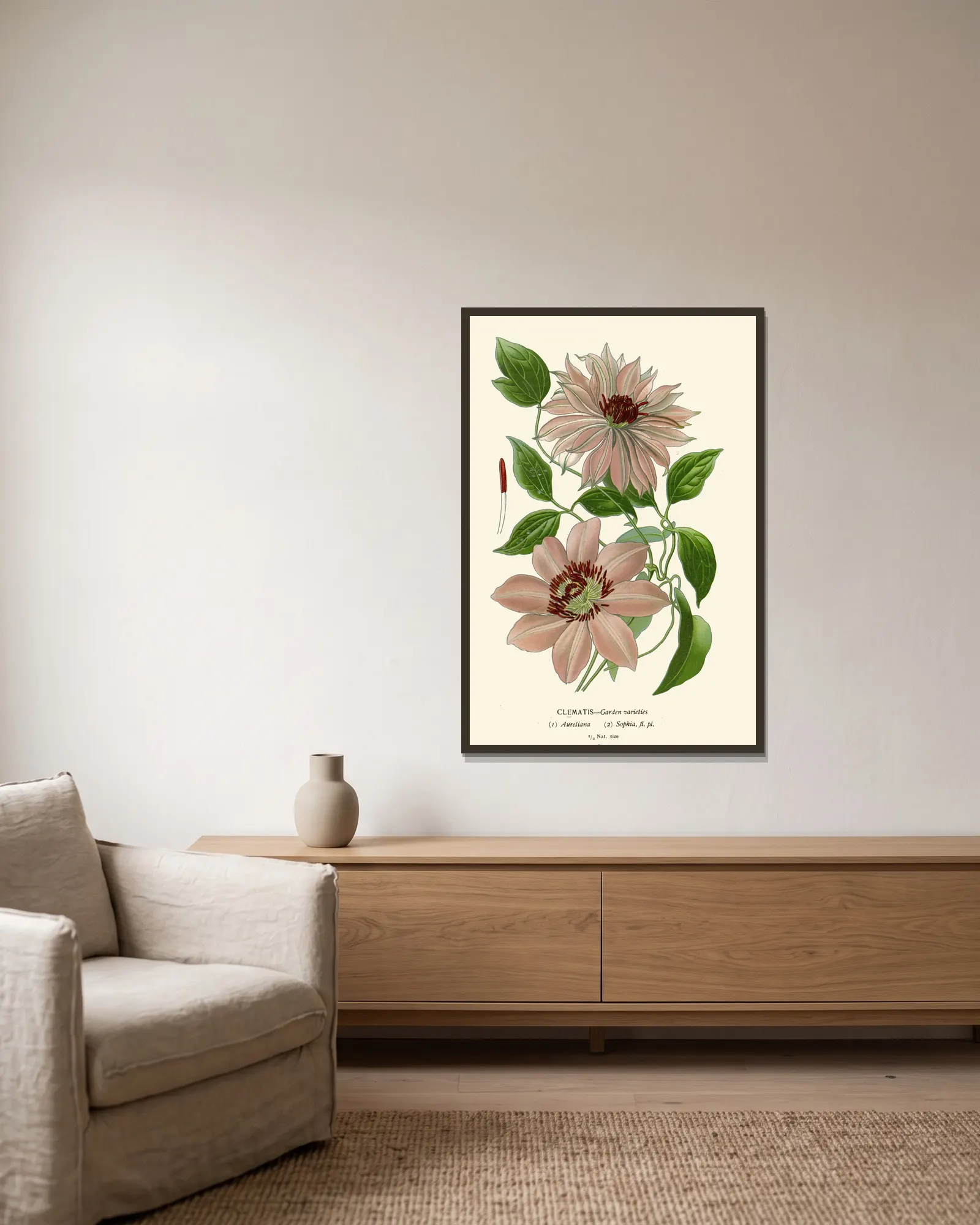 Clematis – Garden Varieties av Edward Step inramad på en vägg