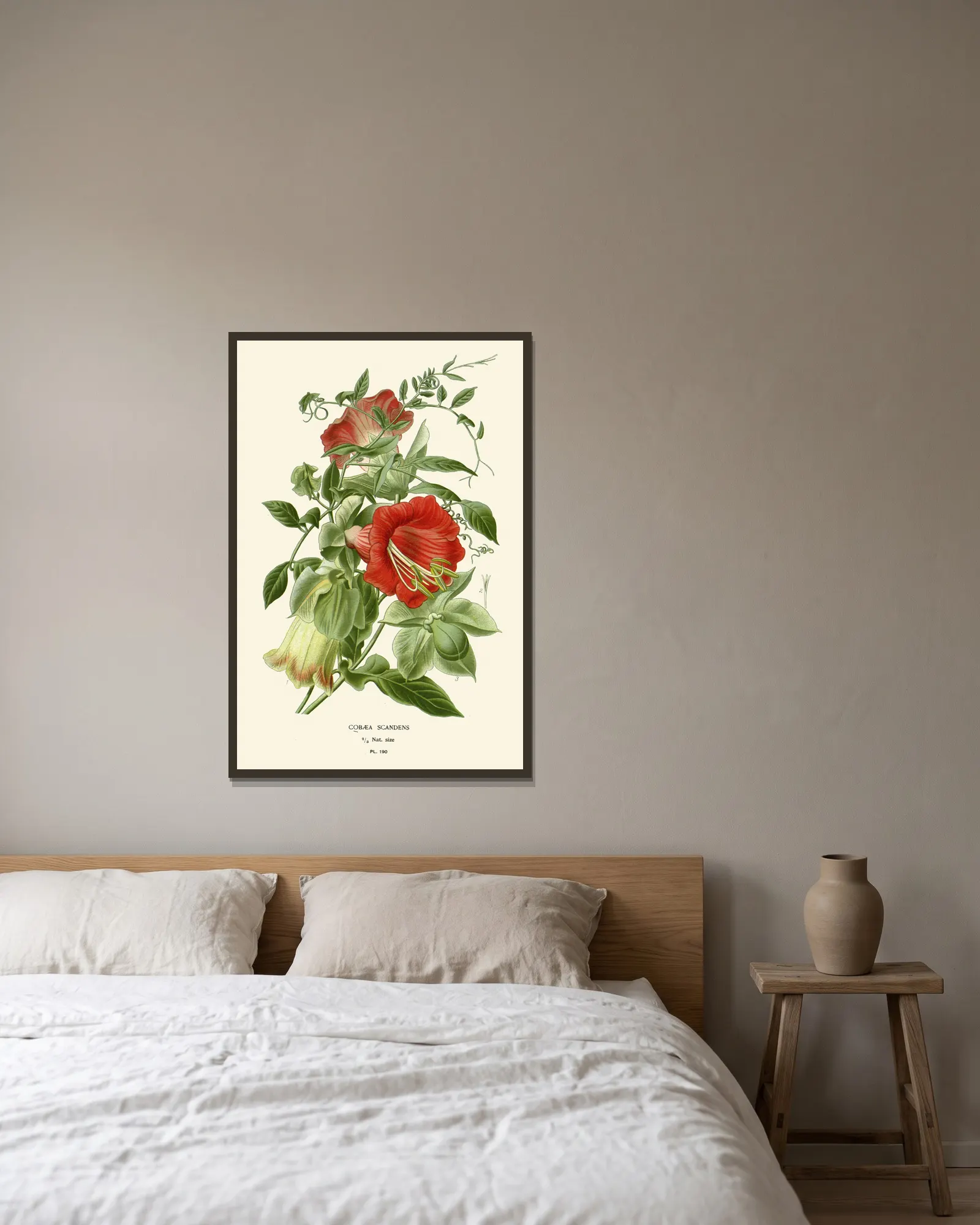Cobaea Scandens av Edward Step inramad på en vägg