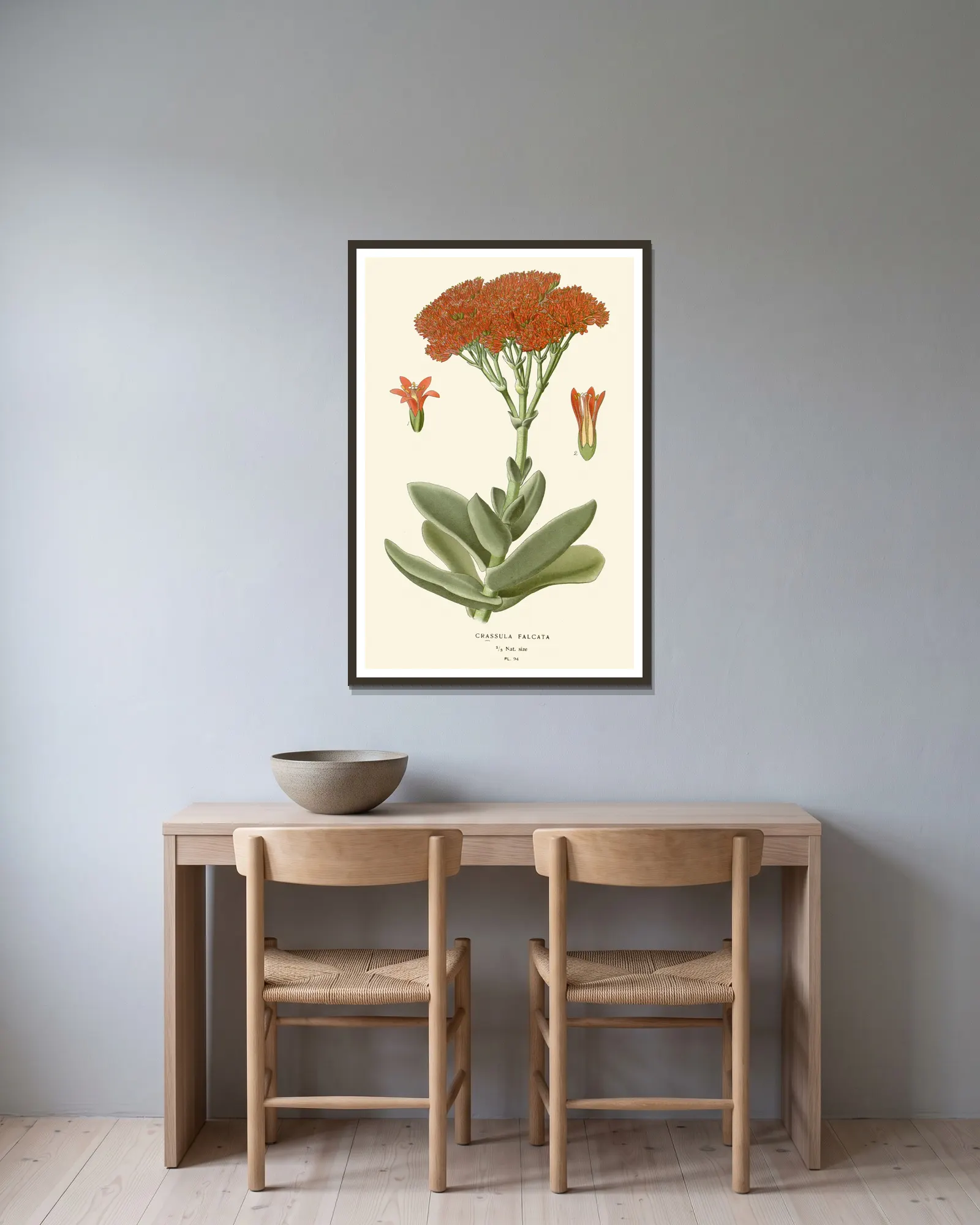 Crassula Falcata av Edward Step inramad på en vägg