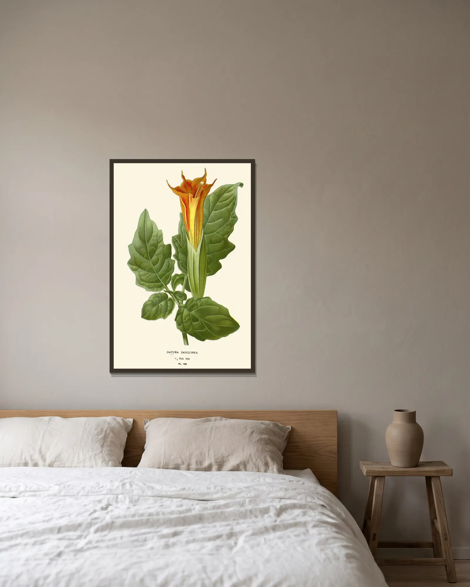 Datura Sanguinea av Edward Step inramad på en vägg