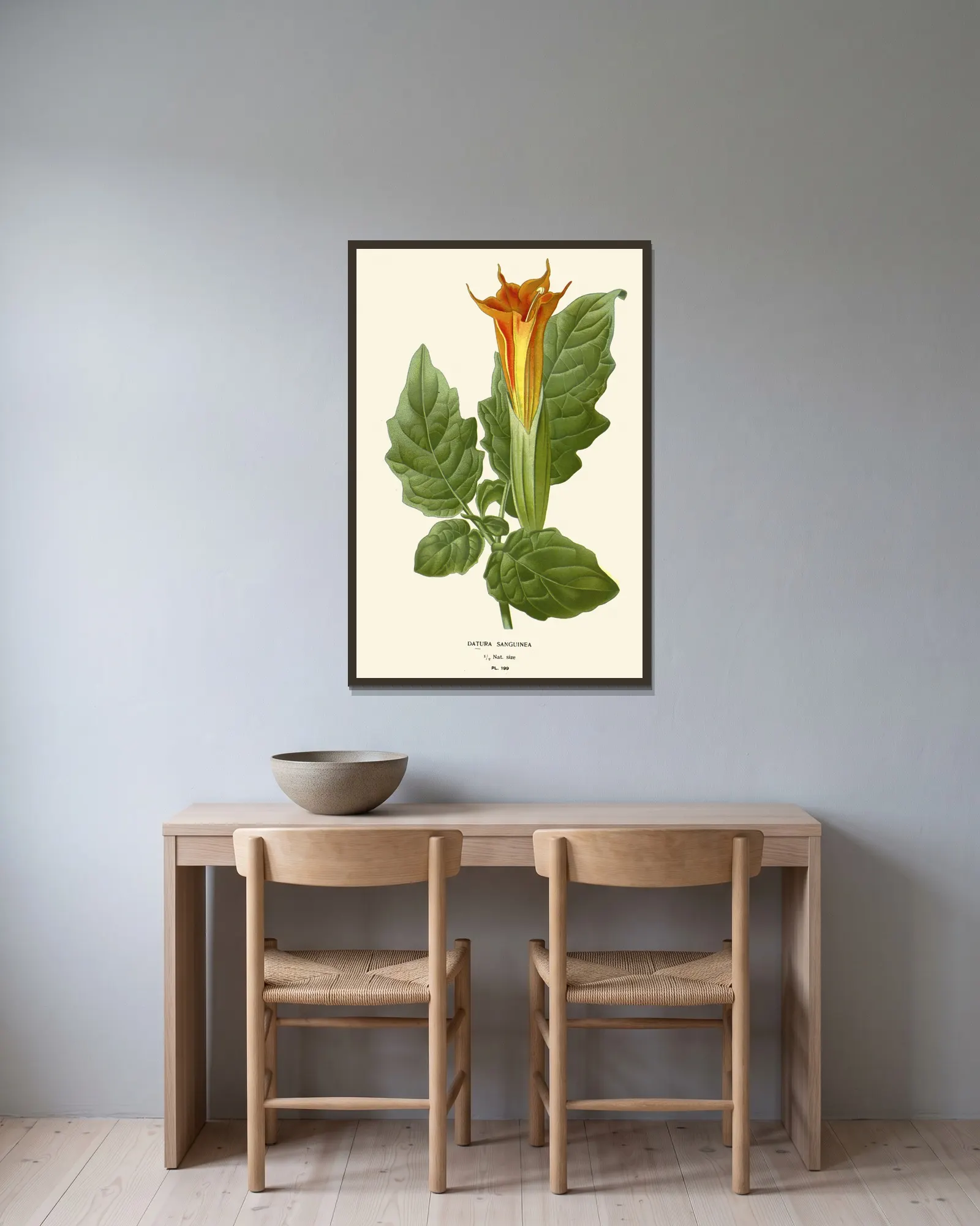 Datura Sanguinea av Edward Step inramad på en vägg