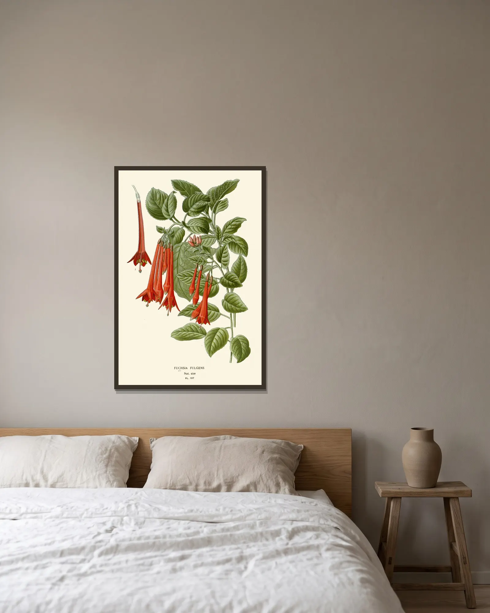 Fuchsia Fulgens av Edward Step inramad på en vägg