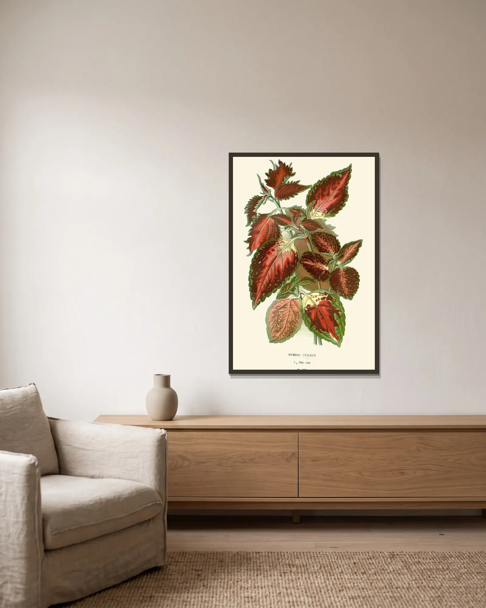 Hybrid Coleus av Edward Step inramad på en vägg
