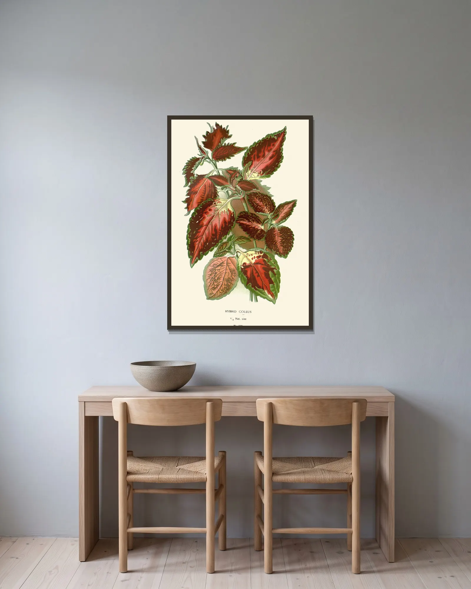 Hybrid Coleus av Edward Step inramad på en vägg
