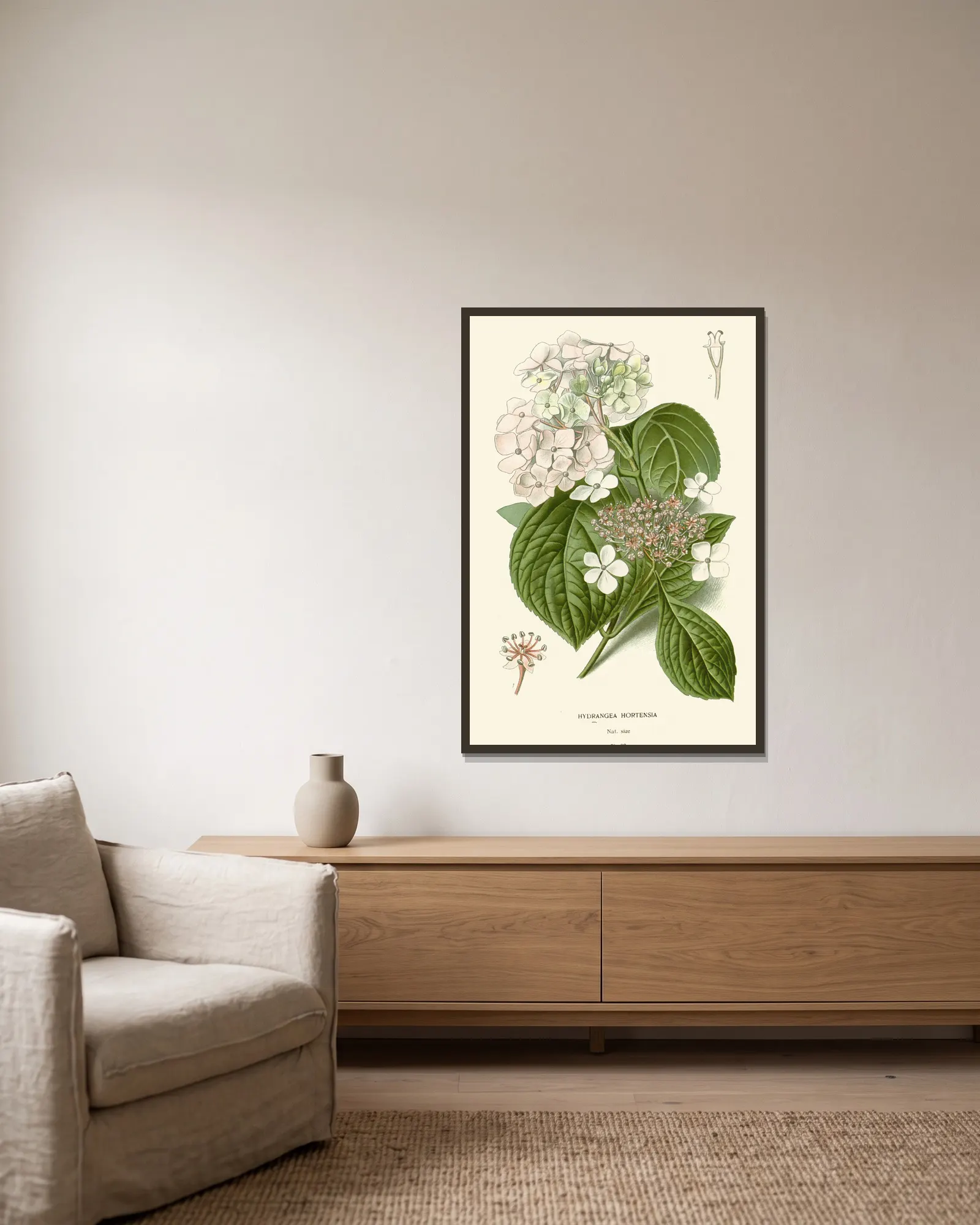 Hydrangea Hortensia av Edward Step inramad på en vägg