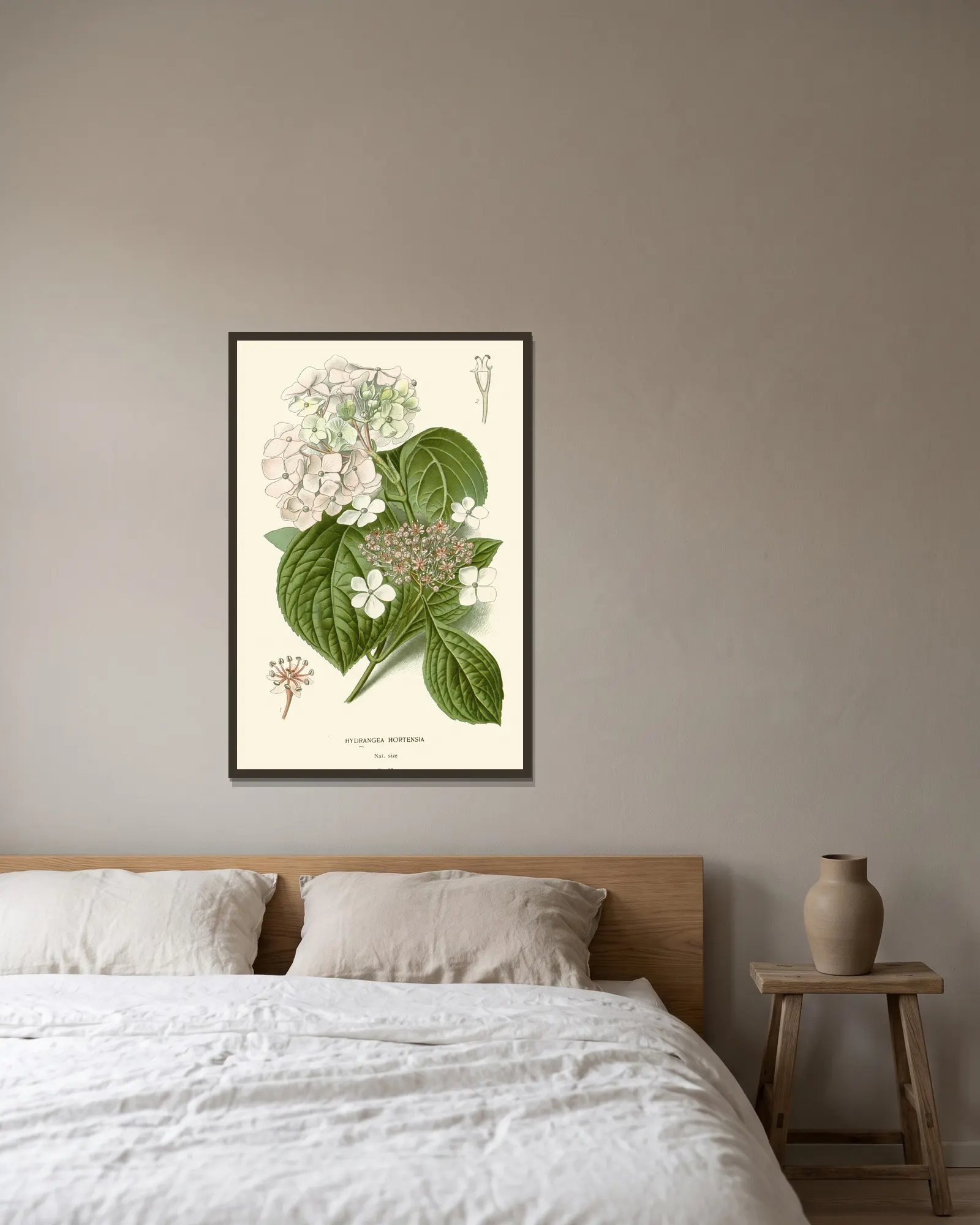 Hydrangea Hortensia av Edward Step inramad på en vägg