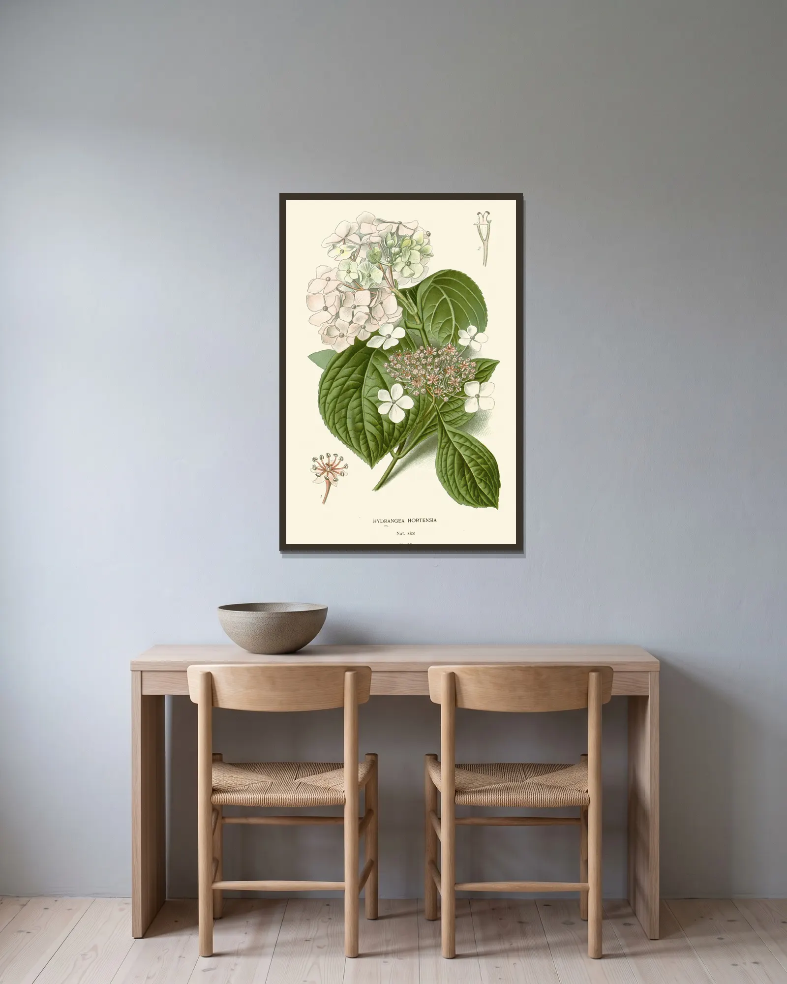 Hydrangea Hortensia av Edward Step inramad på en vägg