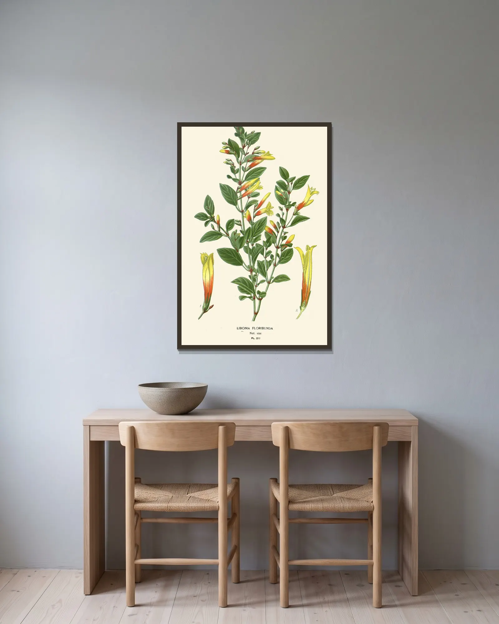 Libonia Floribunda av Edward Step inramad på en vägg