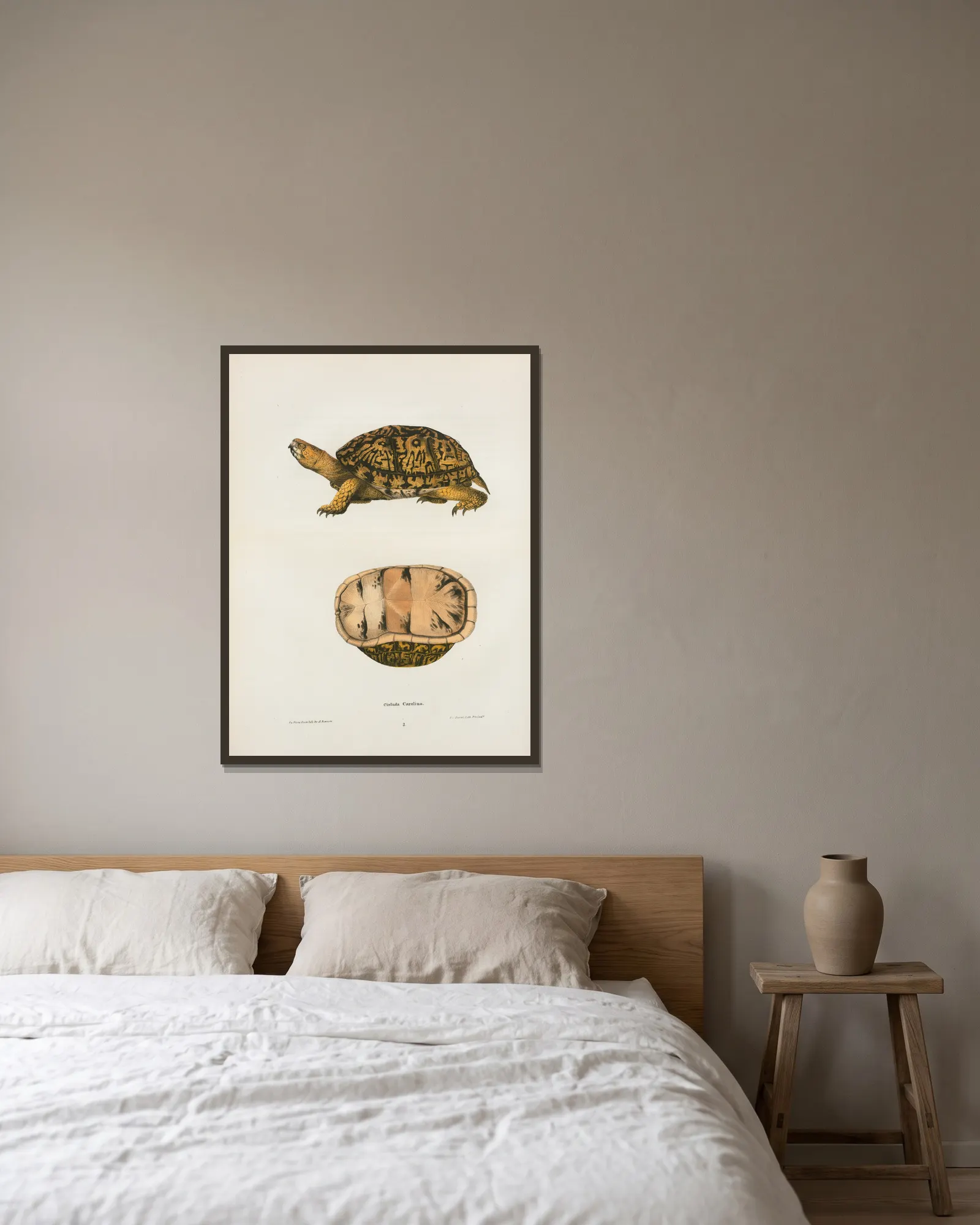 Emys reticulata. av John Edwards Holbrook inramad på en vägg