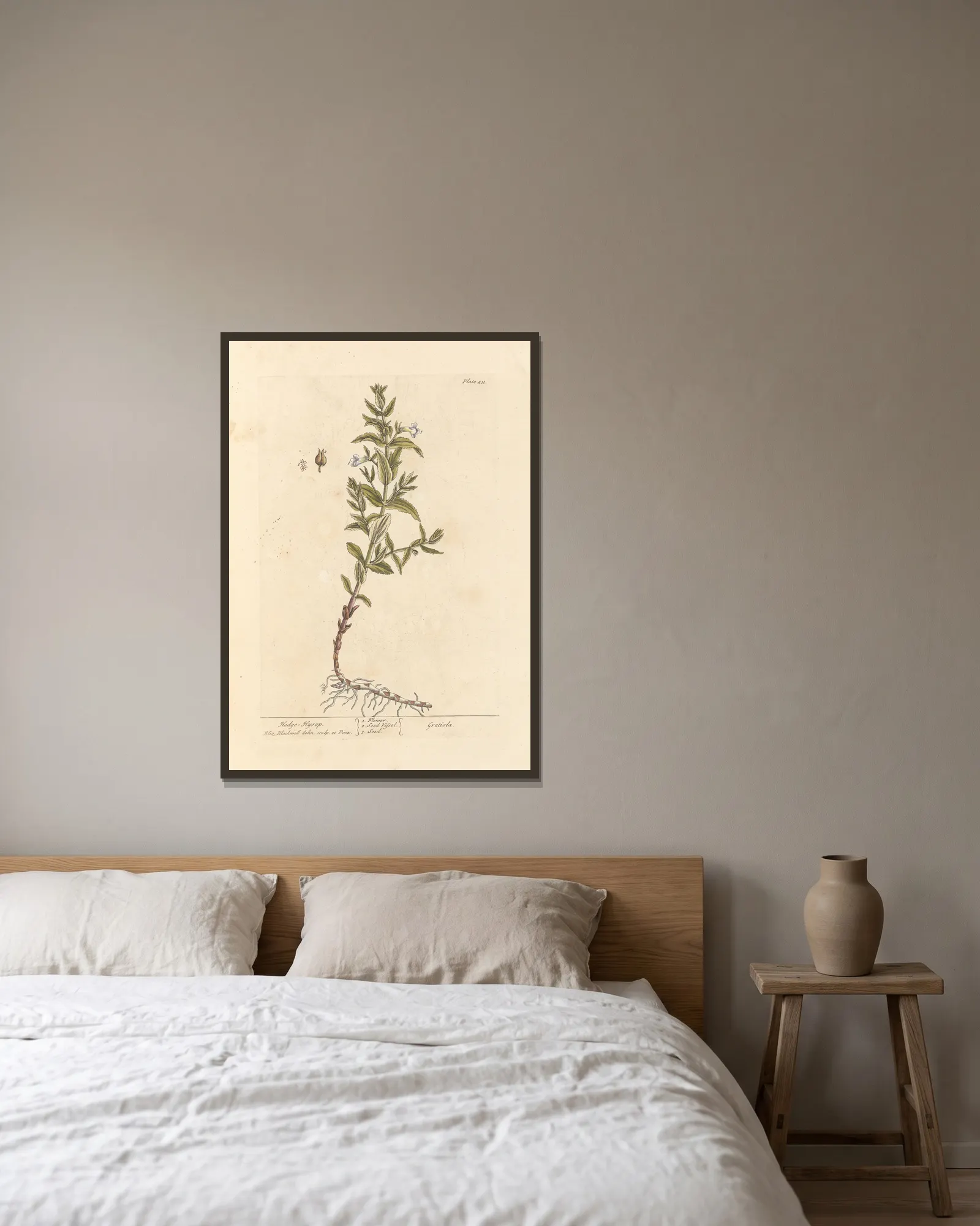 Hedge hyssop av Elizabeth Blackwell inramad på en vägg