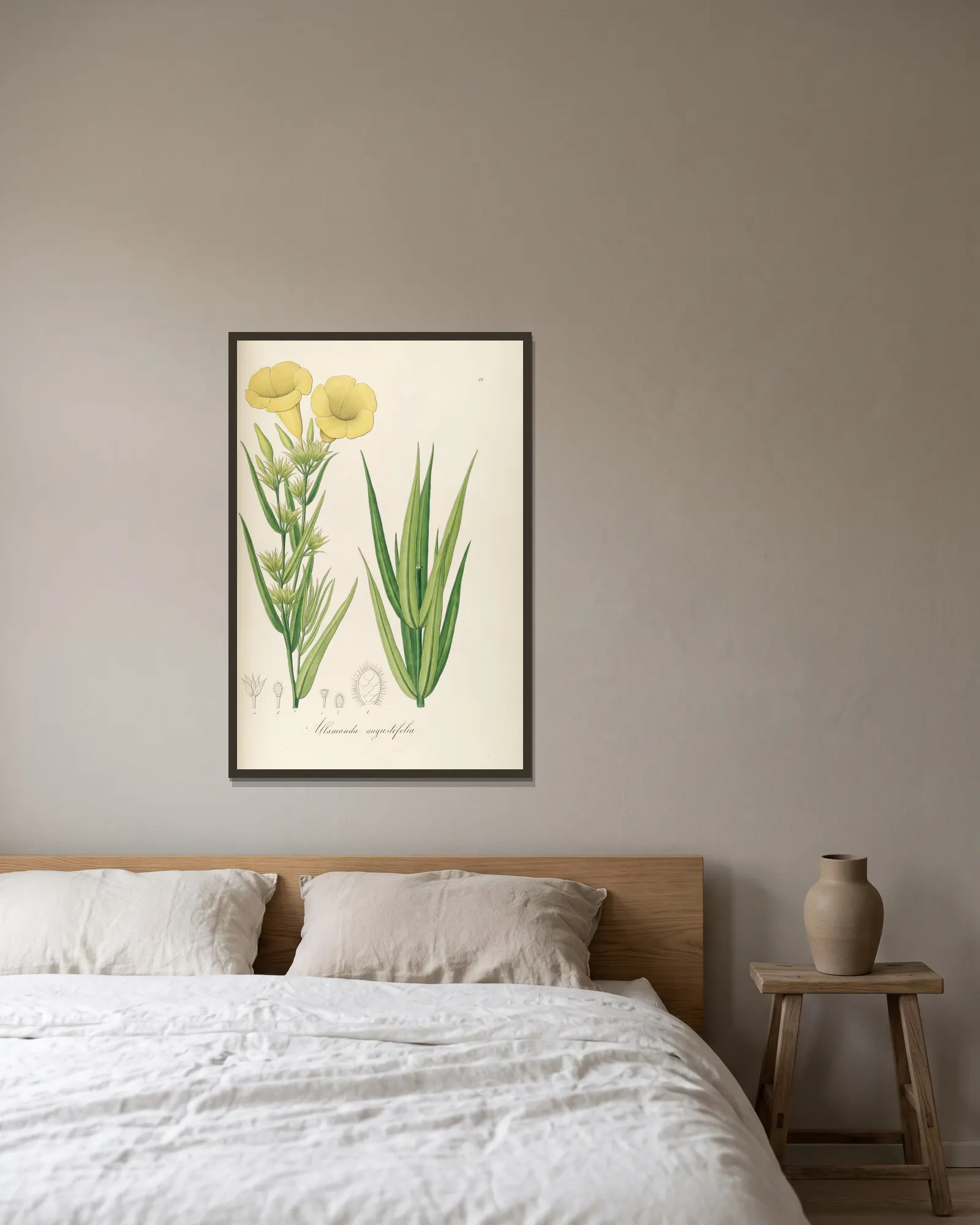 Allamanda angustifolia av Johann Baptist Emanuel Pohl inramad på en vägg