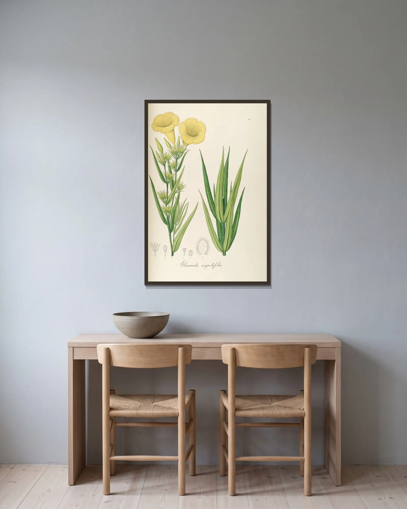 Allamanda angustifolia av Johann Baptist Emanuel Pohl inramad på en vägg