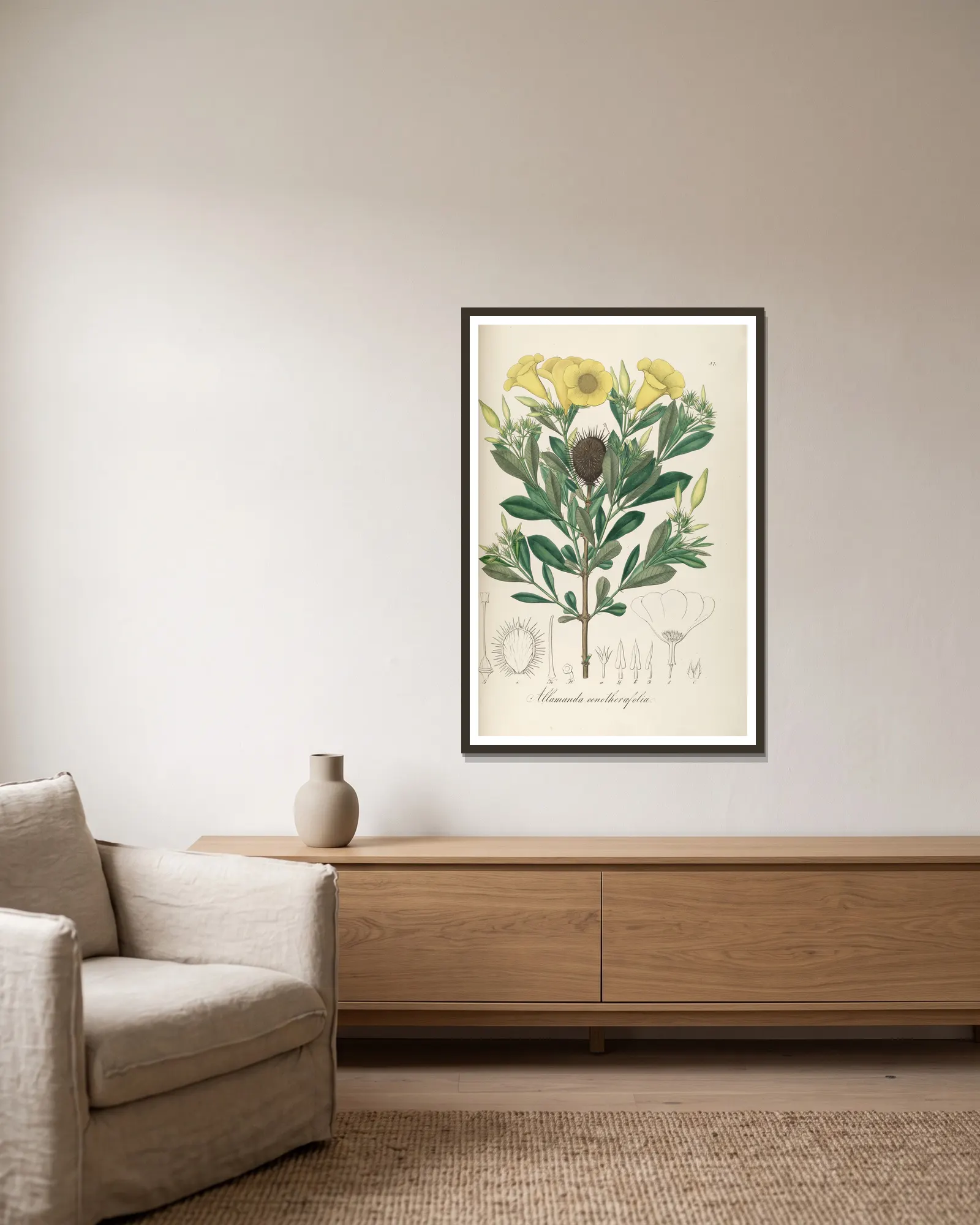 Allamanda oenotherifolia av Johann Baptist Emanuel Pohl inramad på en vägg