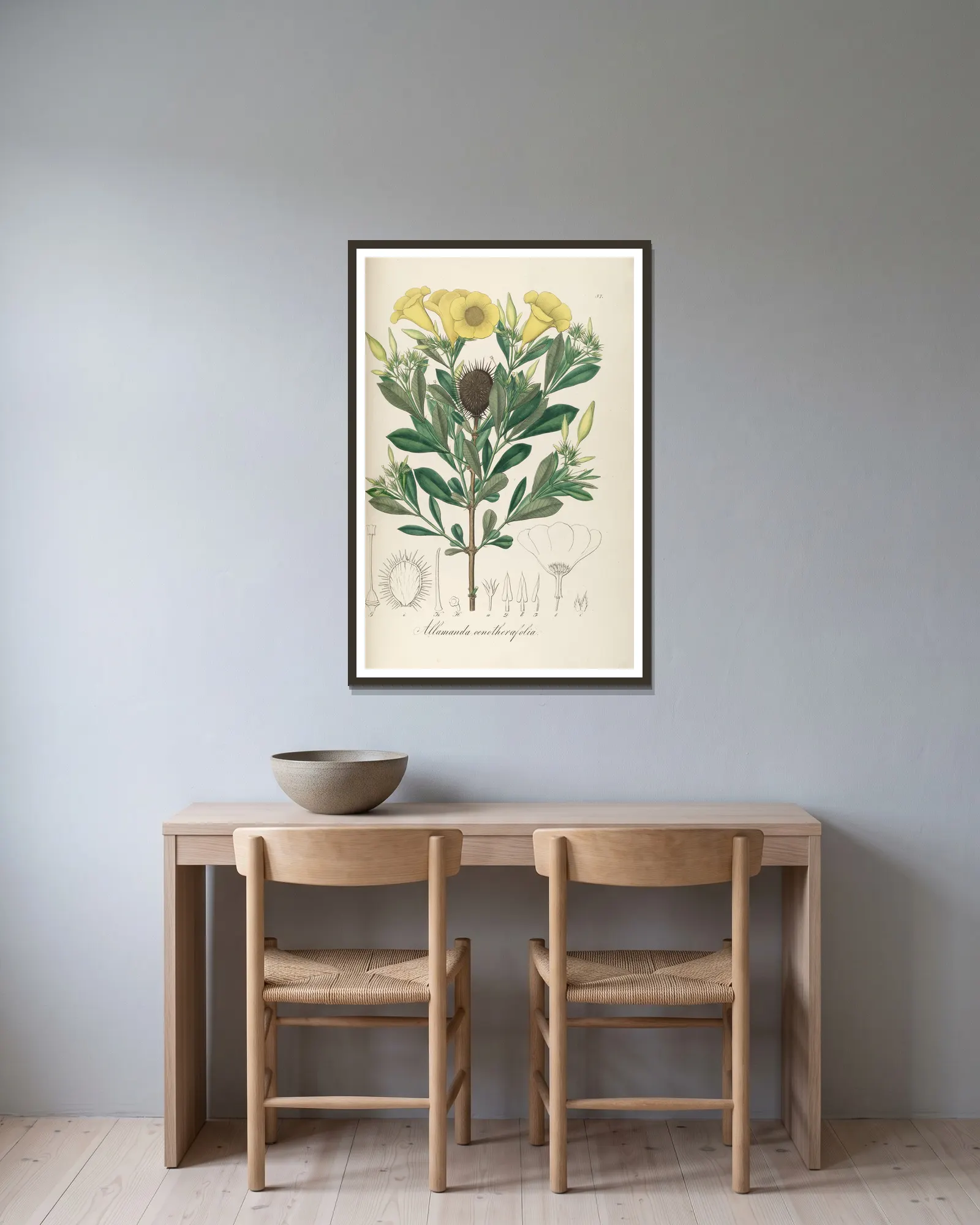 Allamanda oenotherifolia av Johann Baptist Emanuel Pohl inramad på en vägg