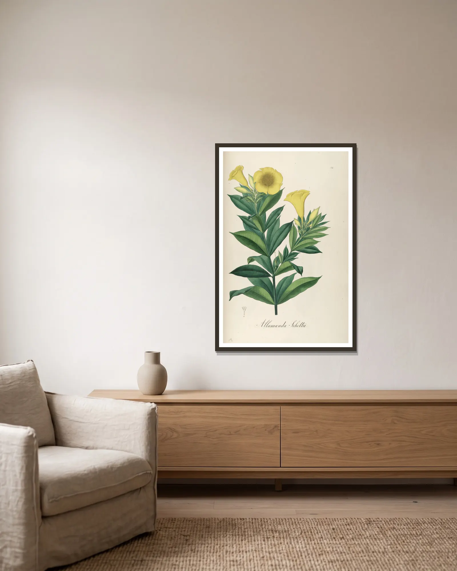 Allamanda schottii av Johann Baptist Emanuel Pohl inramad på en vägg