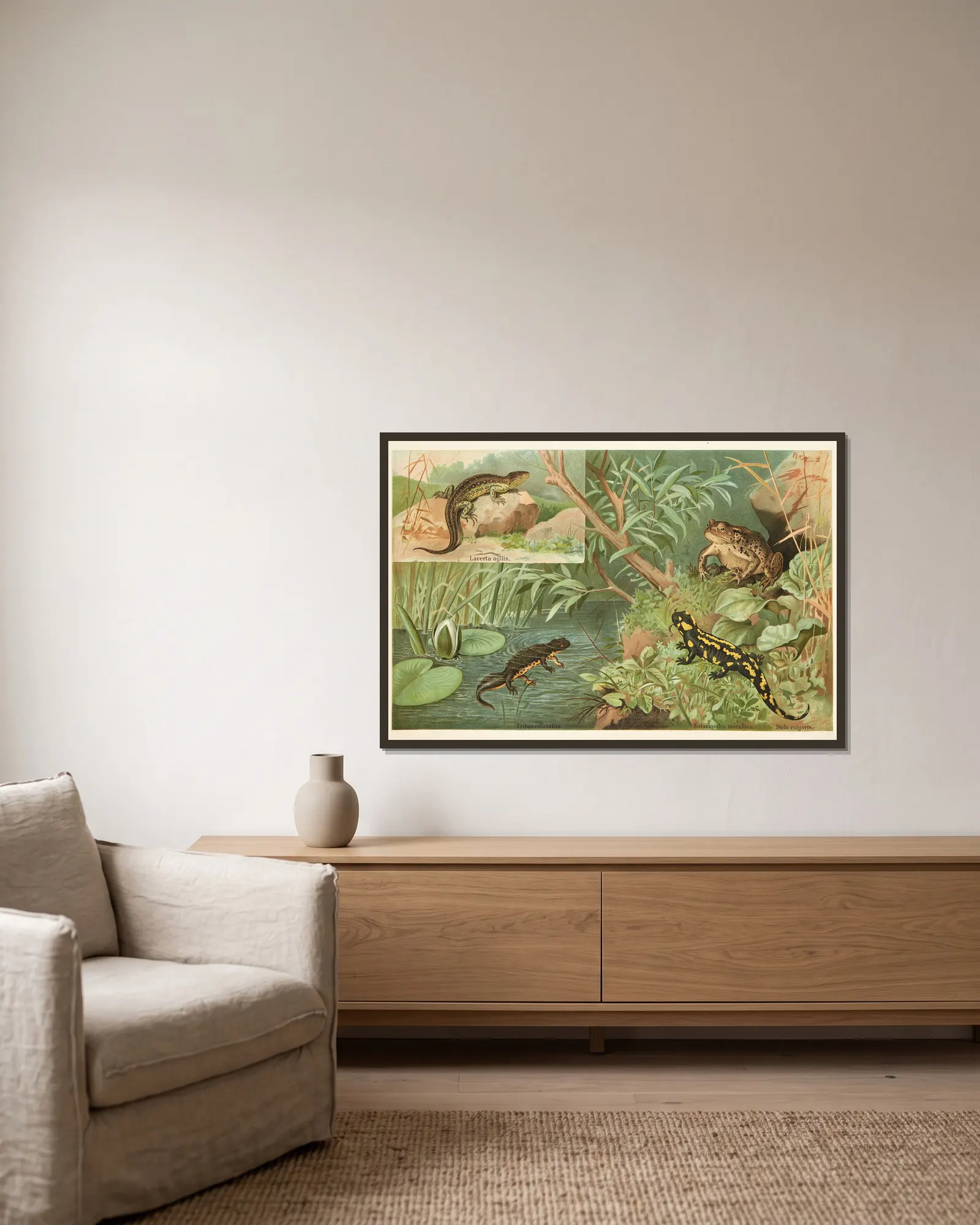 Salamander, lizard, toad av Emil Schmidt inramad på en vägg