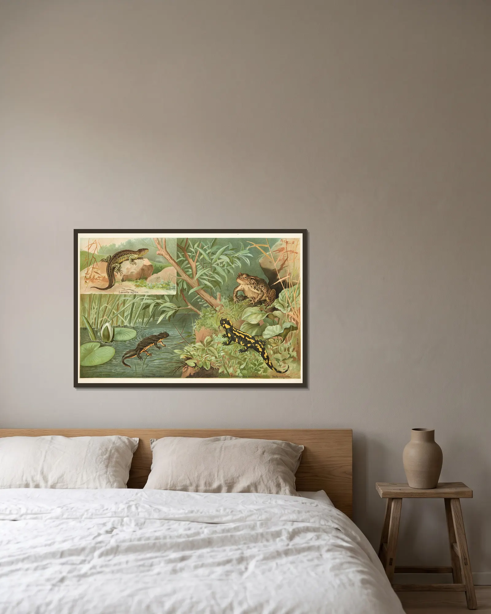 Salamander, lizard, toad av Emil Schmidt inramad på en vägg