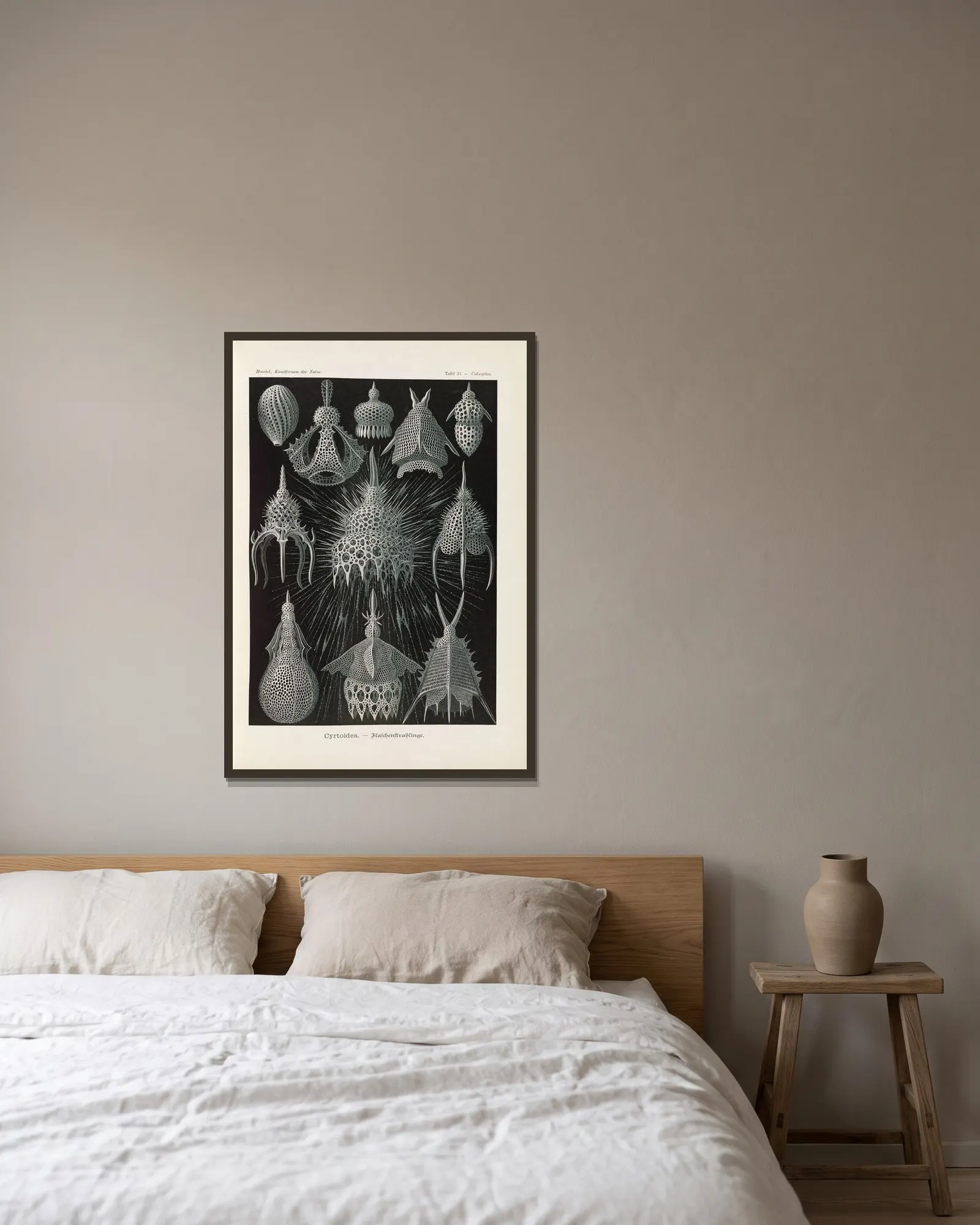 Crytoidea. – Flaschenstrahlinge av Ernst Haeckel inramad på en vägg
