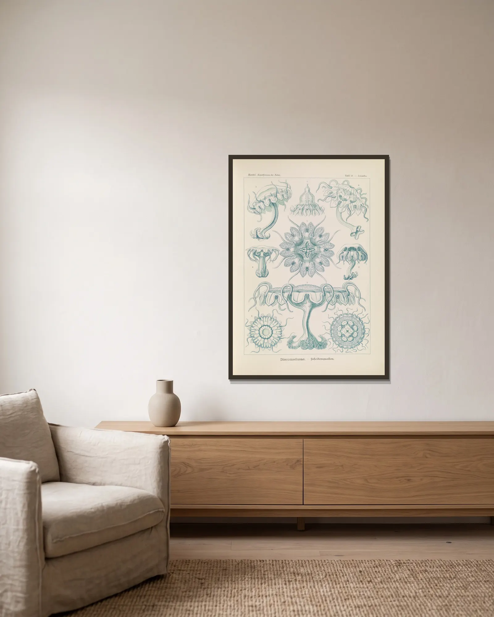 Discomedusae. – Scheibenquallen, 1904 – nr 1 av Ernst Haeckel inramad på en vägg