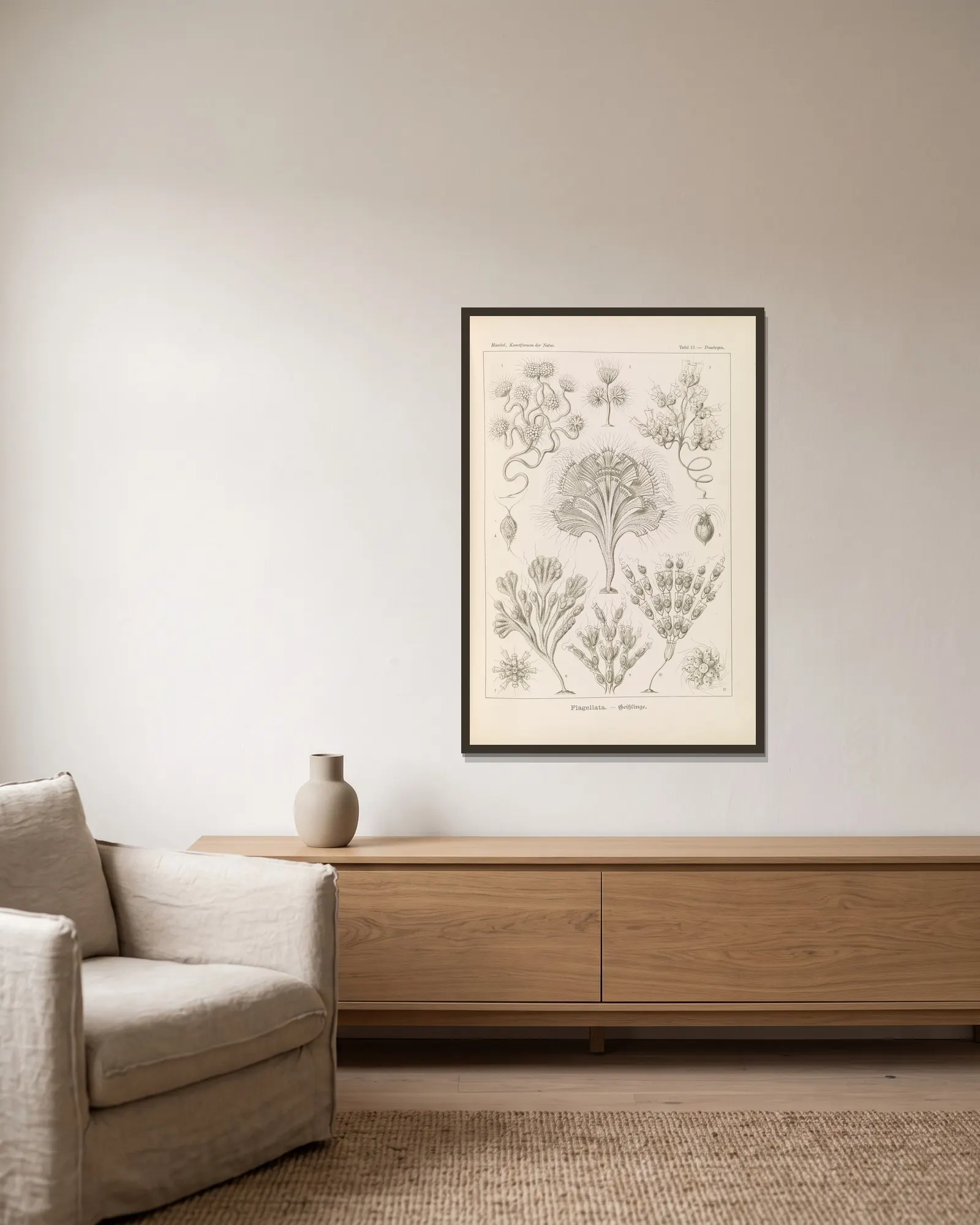 Flagellata. – Geiklinge av Ernst Haeckel inramad på en vägg