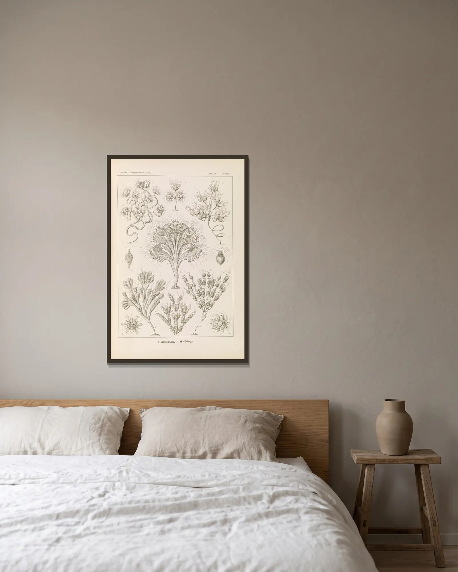 Flagellata. – Geiklinge av Ernst Haeckel inramad på en vägg