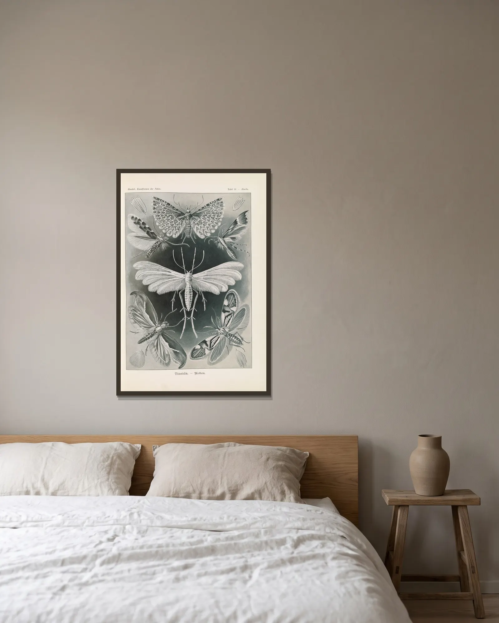 Tineida. – Motten av Ernst Haeckel inramad på en vägg