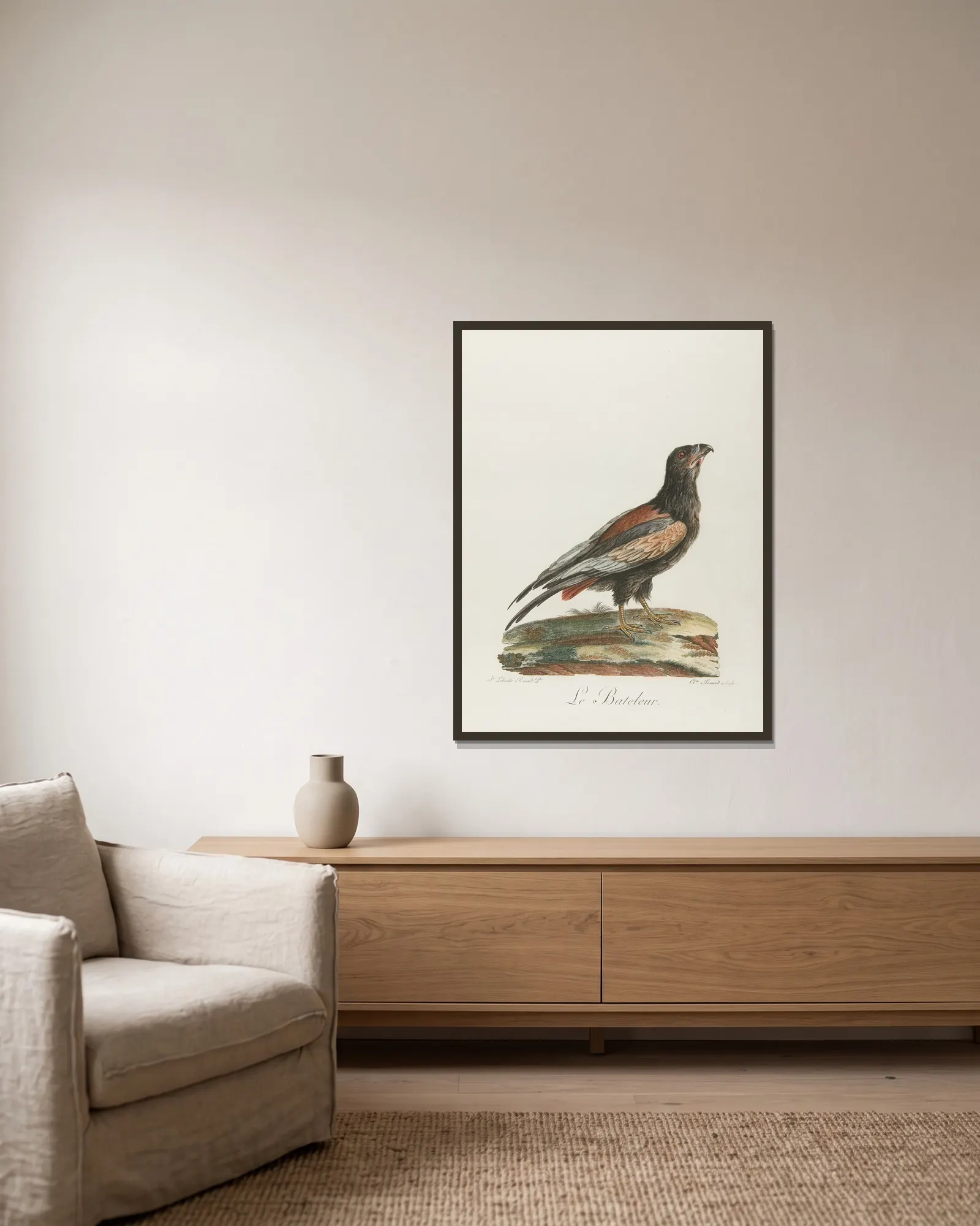 Le bateleur (18th century) av François Levaillant inramad på en vägg