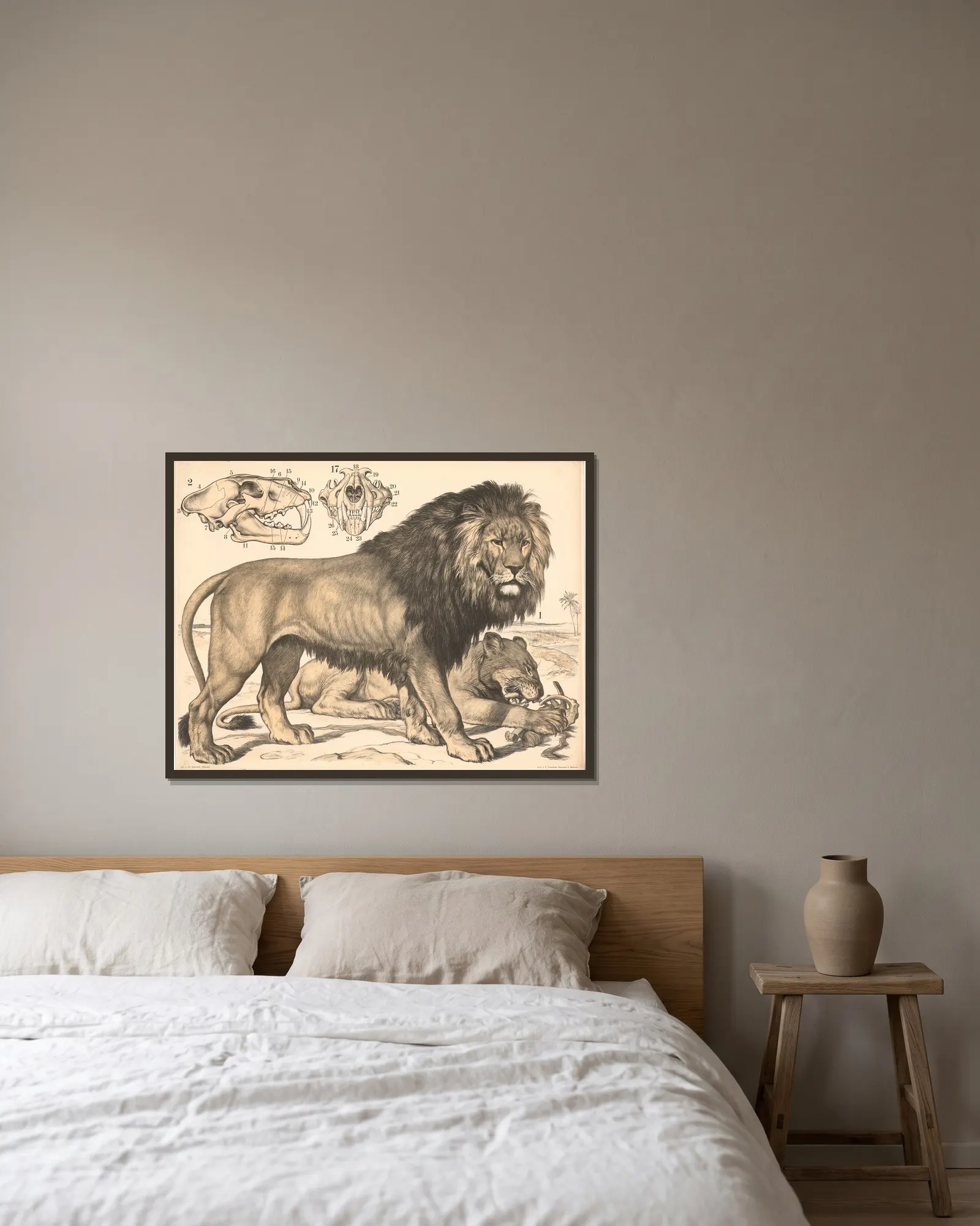 Löwe (Felis leo) av Franz Engleder inramad på en vägg