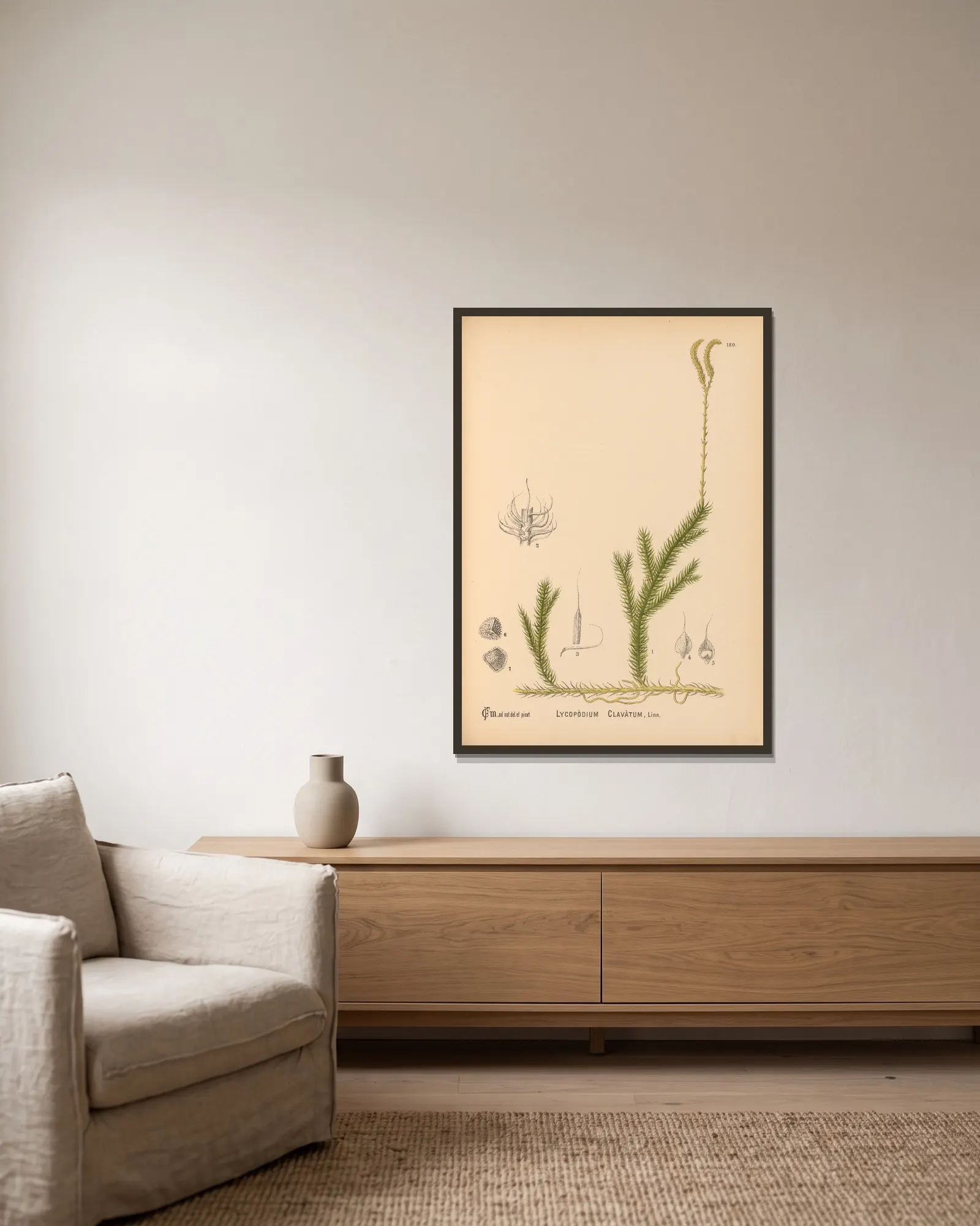 Medicinal Plants Pl.080 av Charles Frederick Millspaugh inramad på en vägg