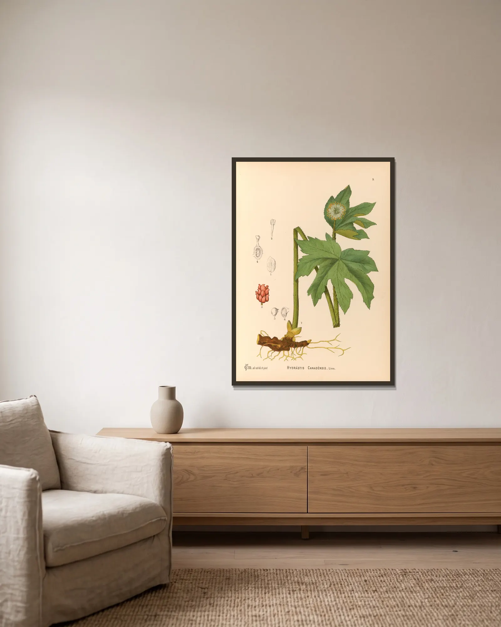 Medicinal Plants Pl.102 av Charles Frederick Millspaugh inramad på en vägg