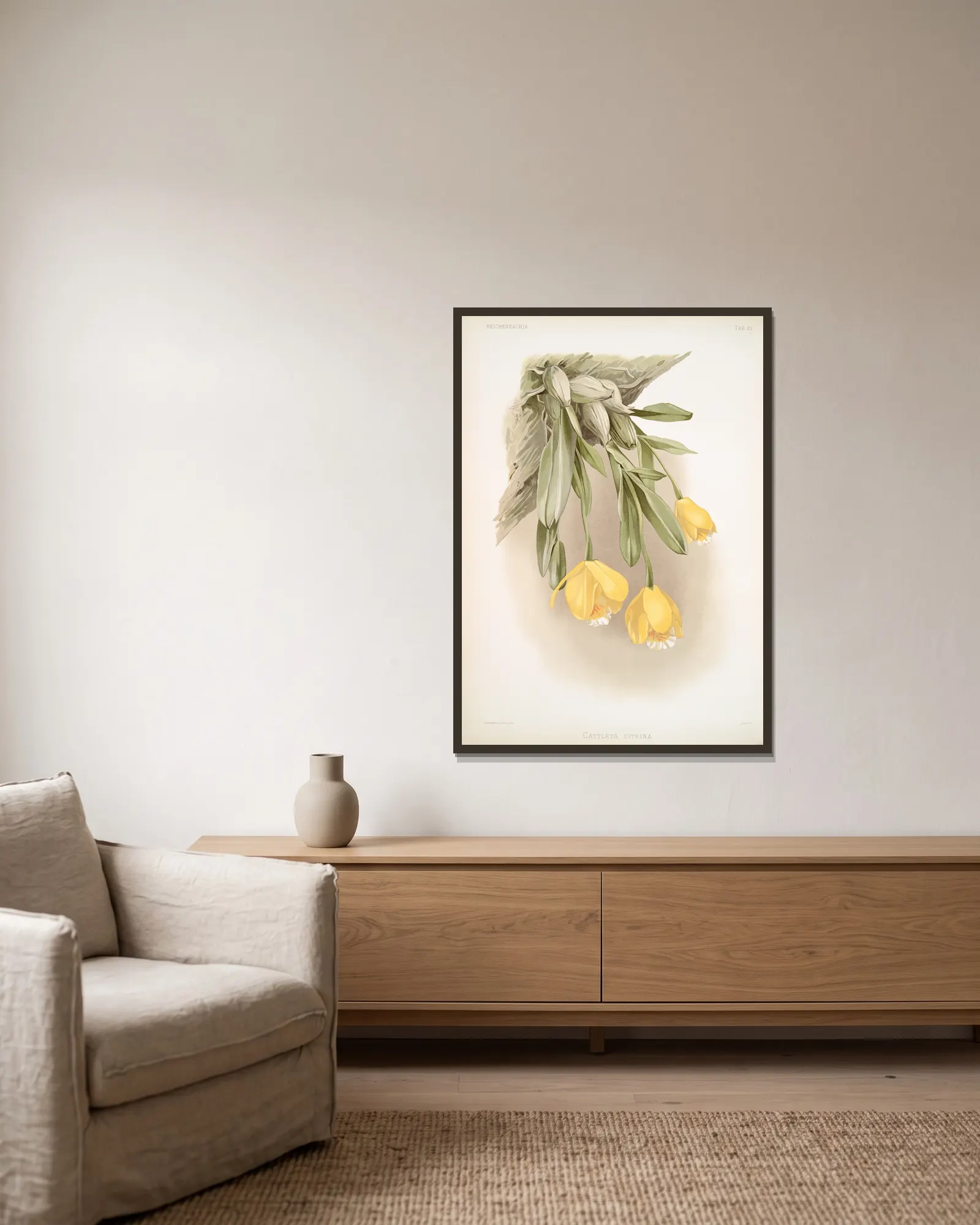 Cattleya citrina. av Frederick Sander inramad på en vägg