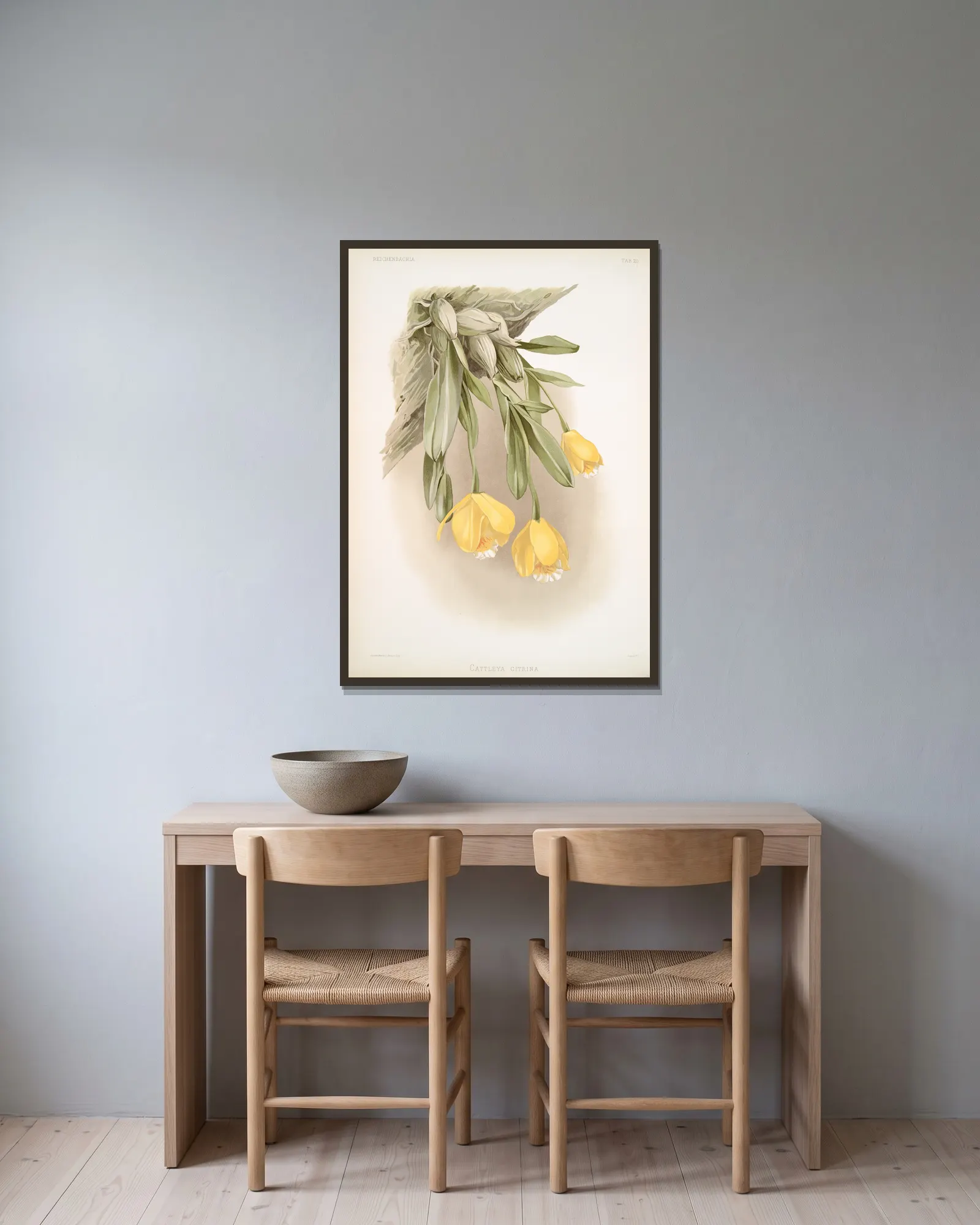 Cattleya citrina. av Frederick Sander inramad på en vägg