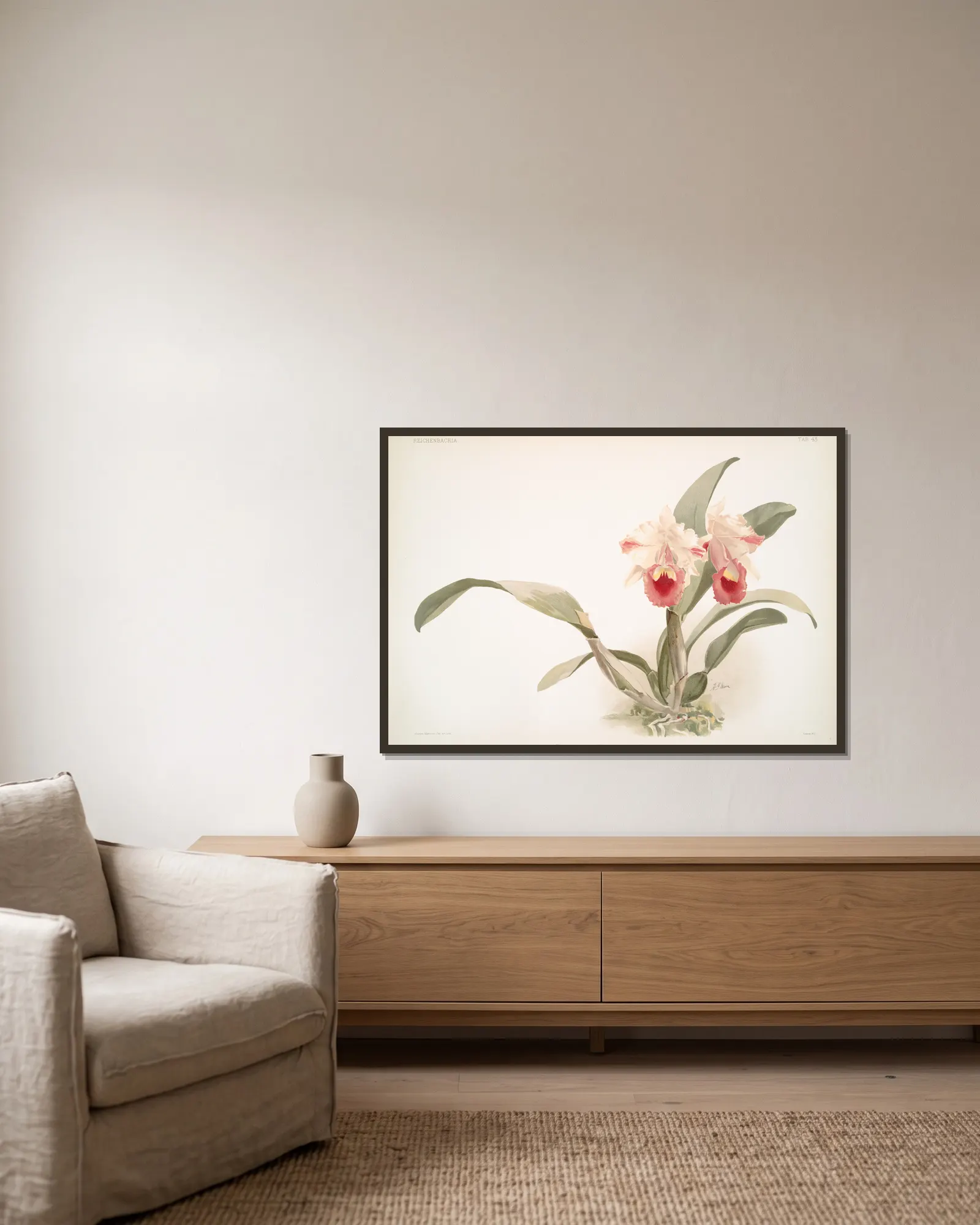 Cattleya labiata trianaei. av Frederick Sander inramad på en vägg