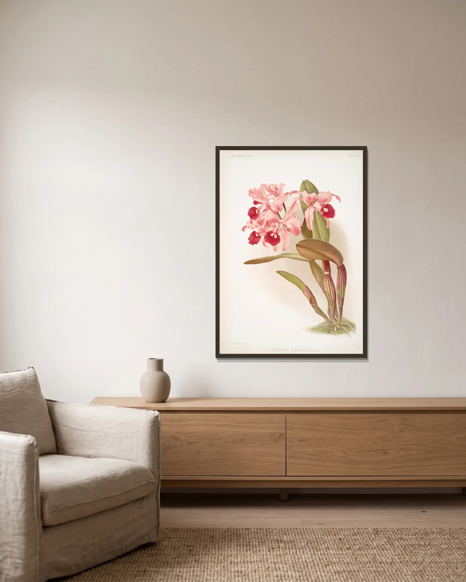 Cattleya lawrenceana. av Frederick Sander inramad på en vägg