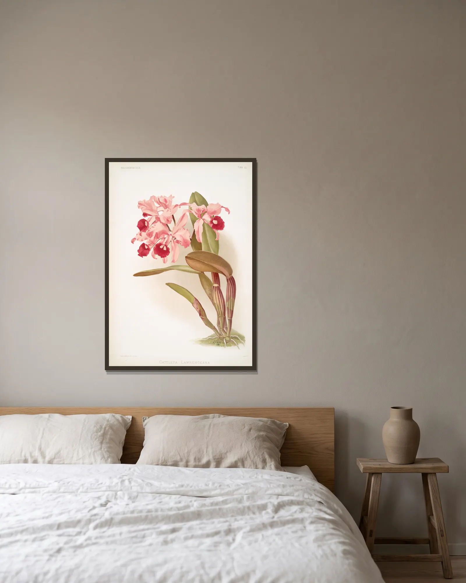 Cattleya lawrenceana. av Frederick Sander inramad på en vägg